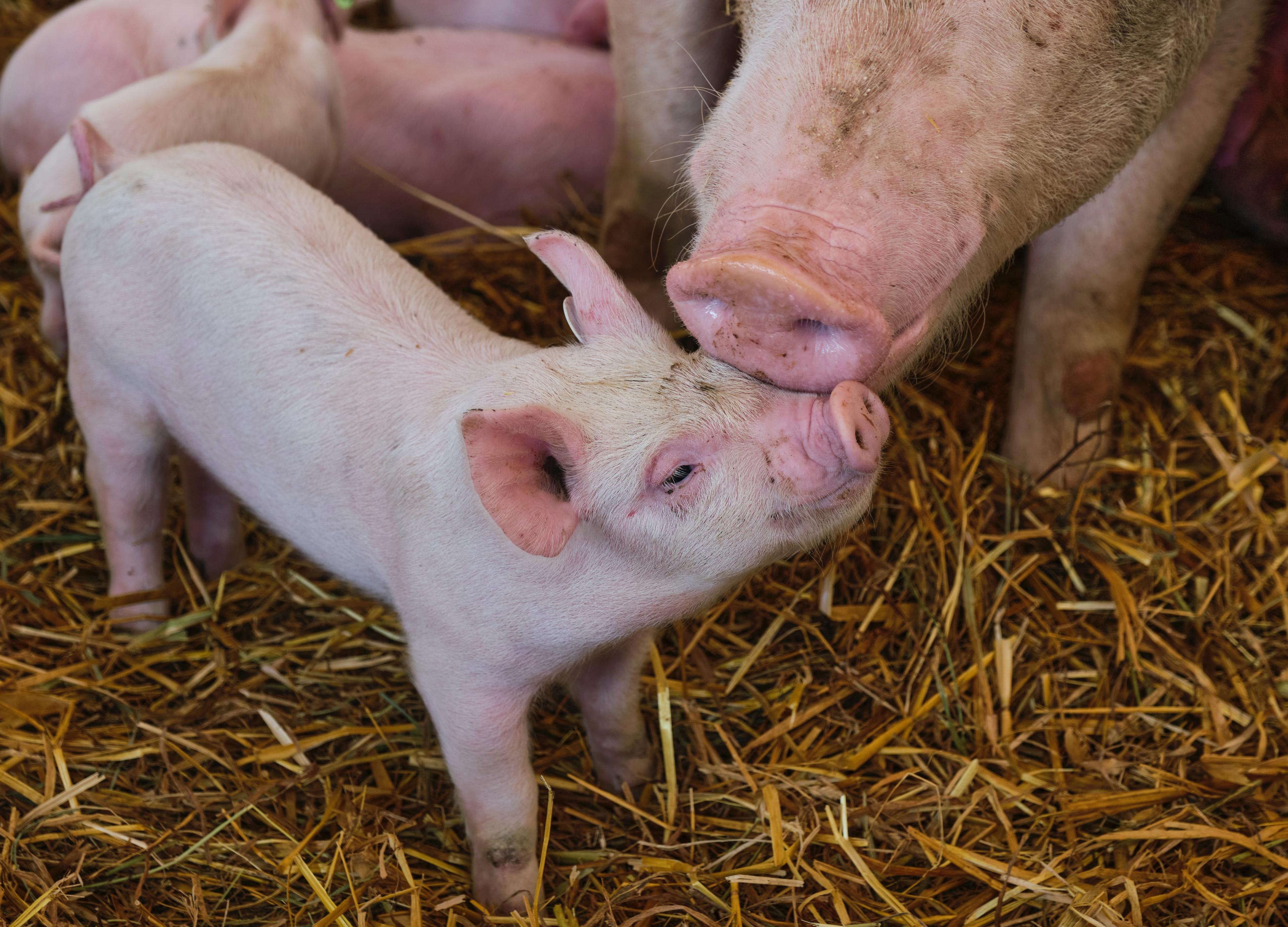 A piglet smooching up to its mother. Other piglets are in the background. They are in an area with hay on the ground.
