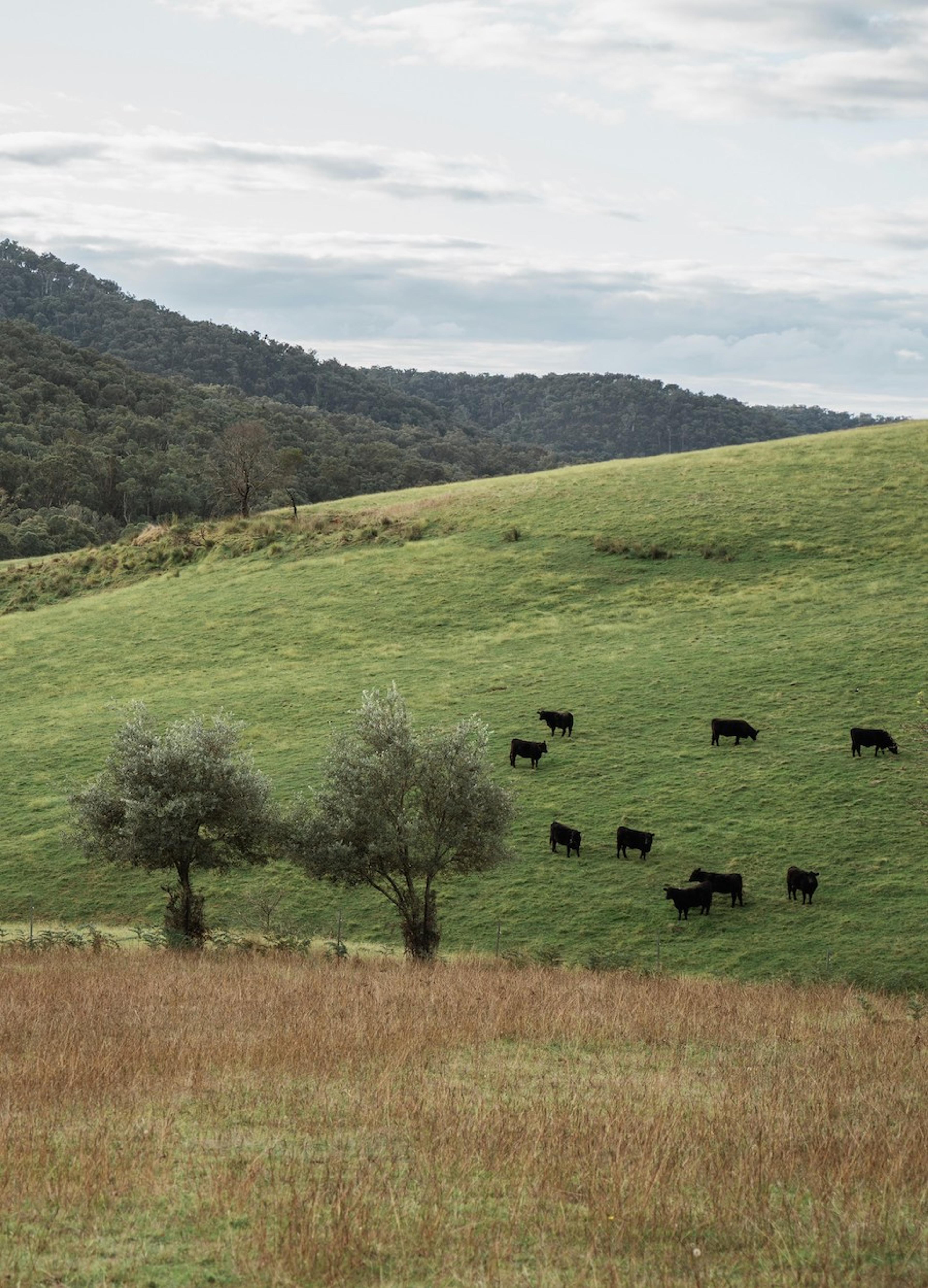 A misty paddock at sunrise with black and white cows.