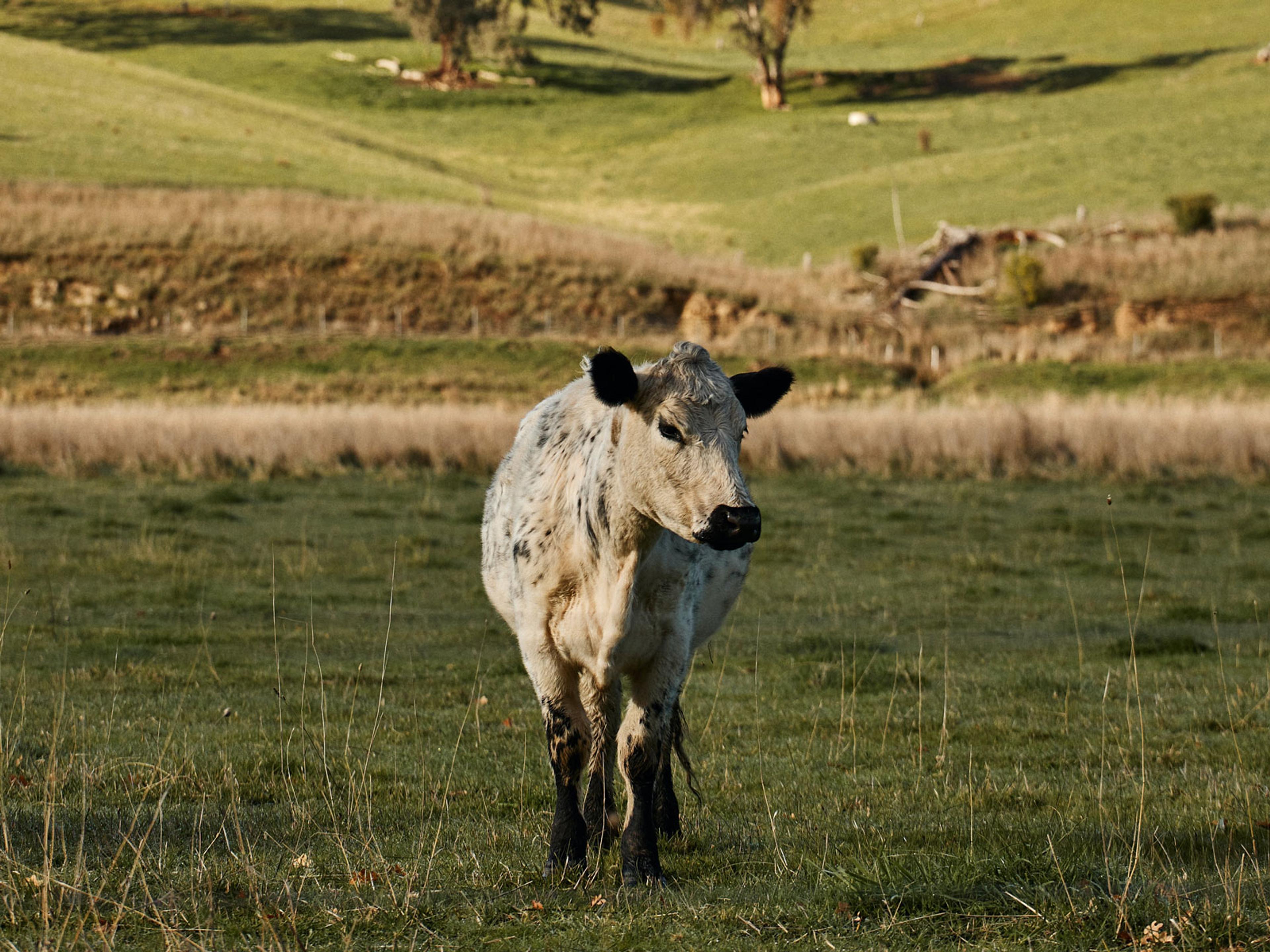 A tan coloured cow in a paddock.