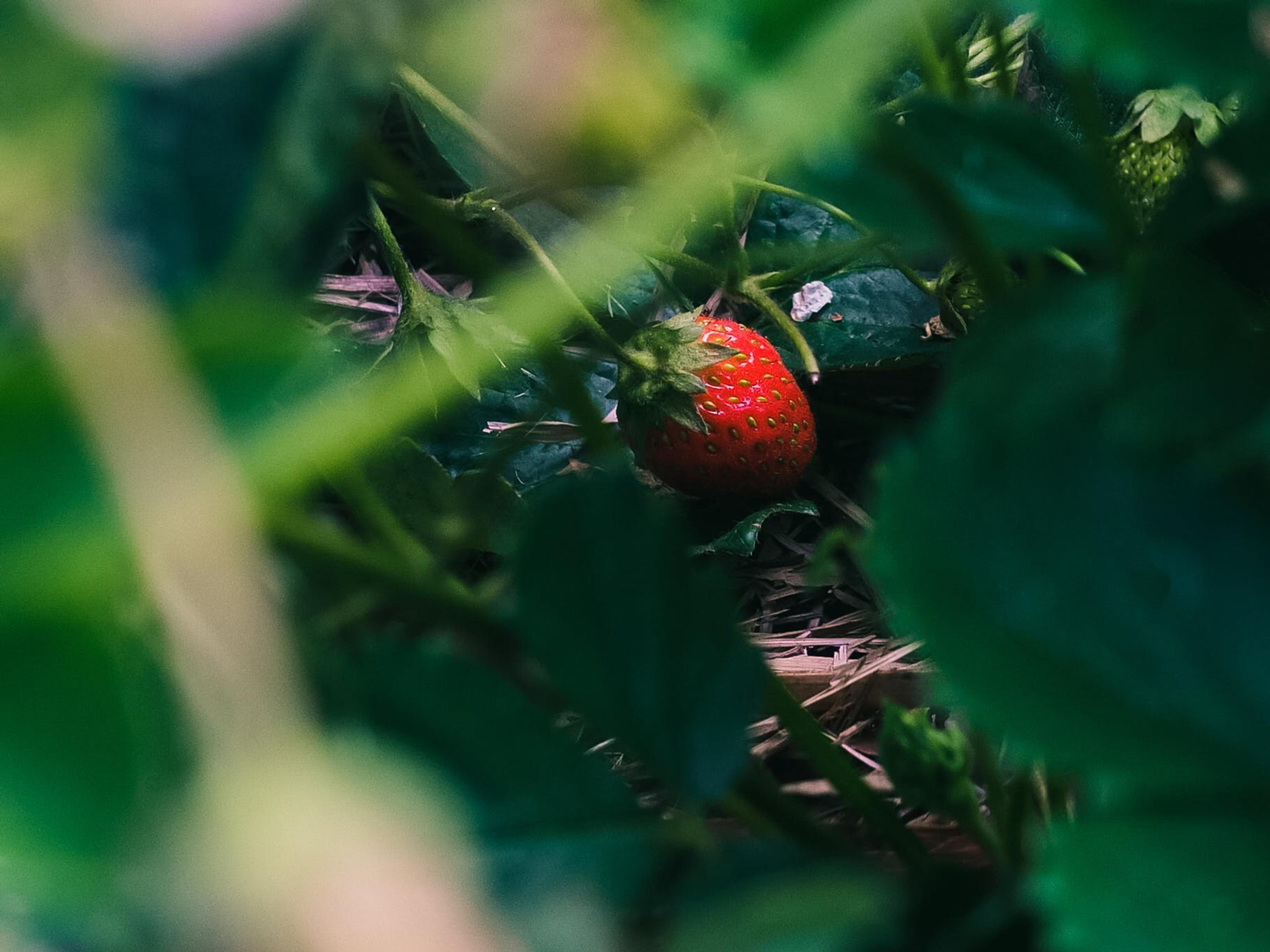 A single strawberry growing in amongst greenery.