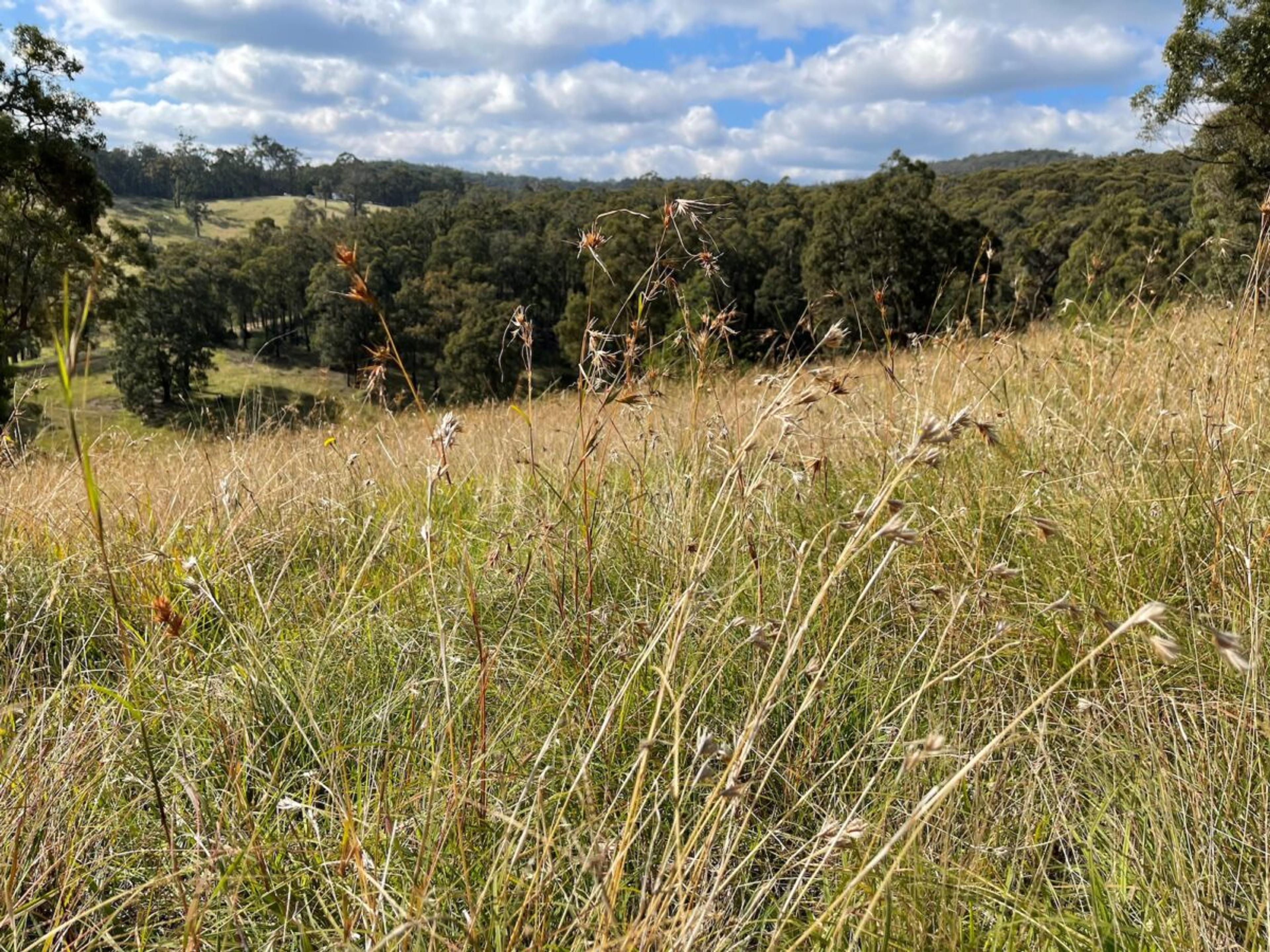 A paddock of native grasses.