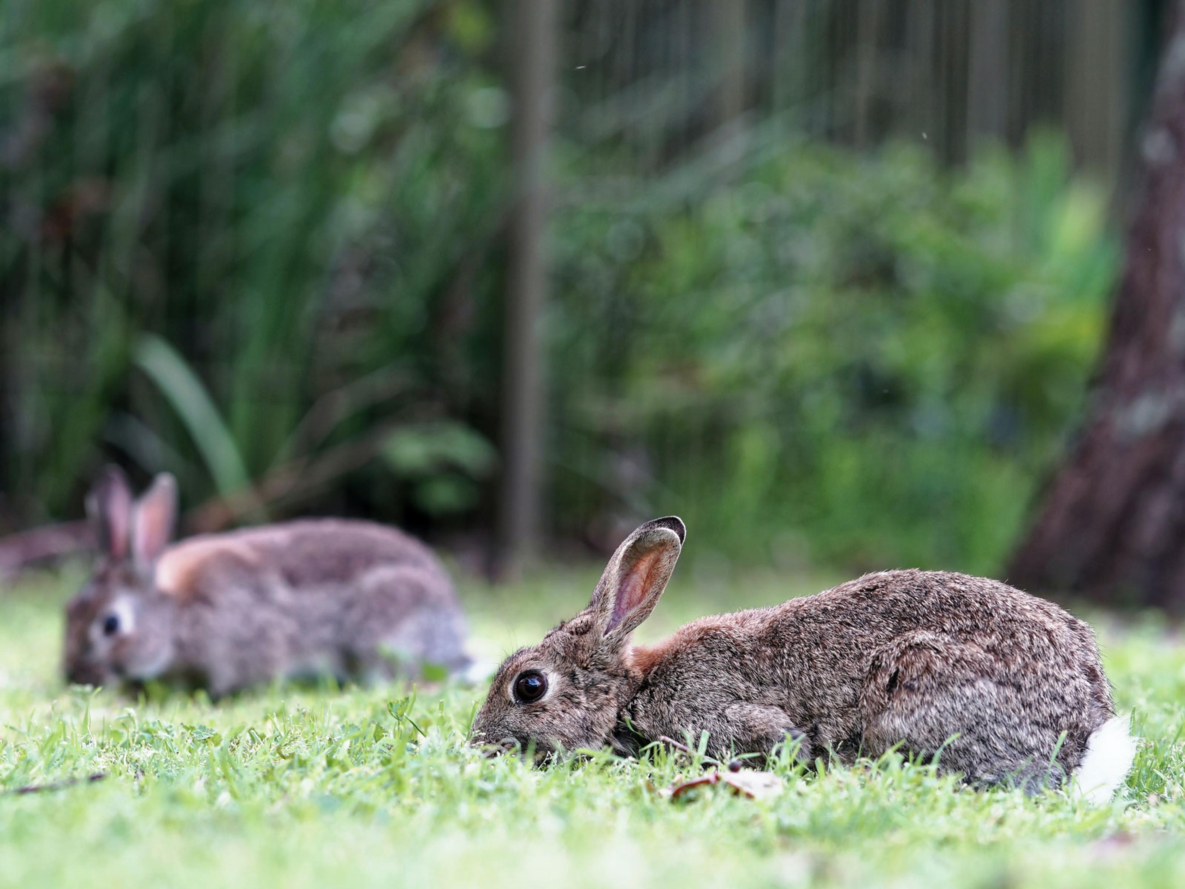 Two rabbits grazing in a field with a forest behind them.