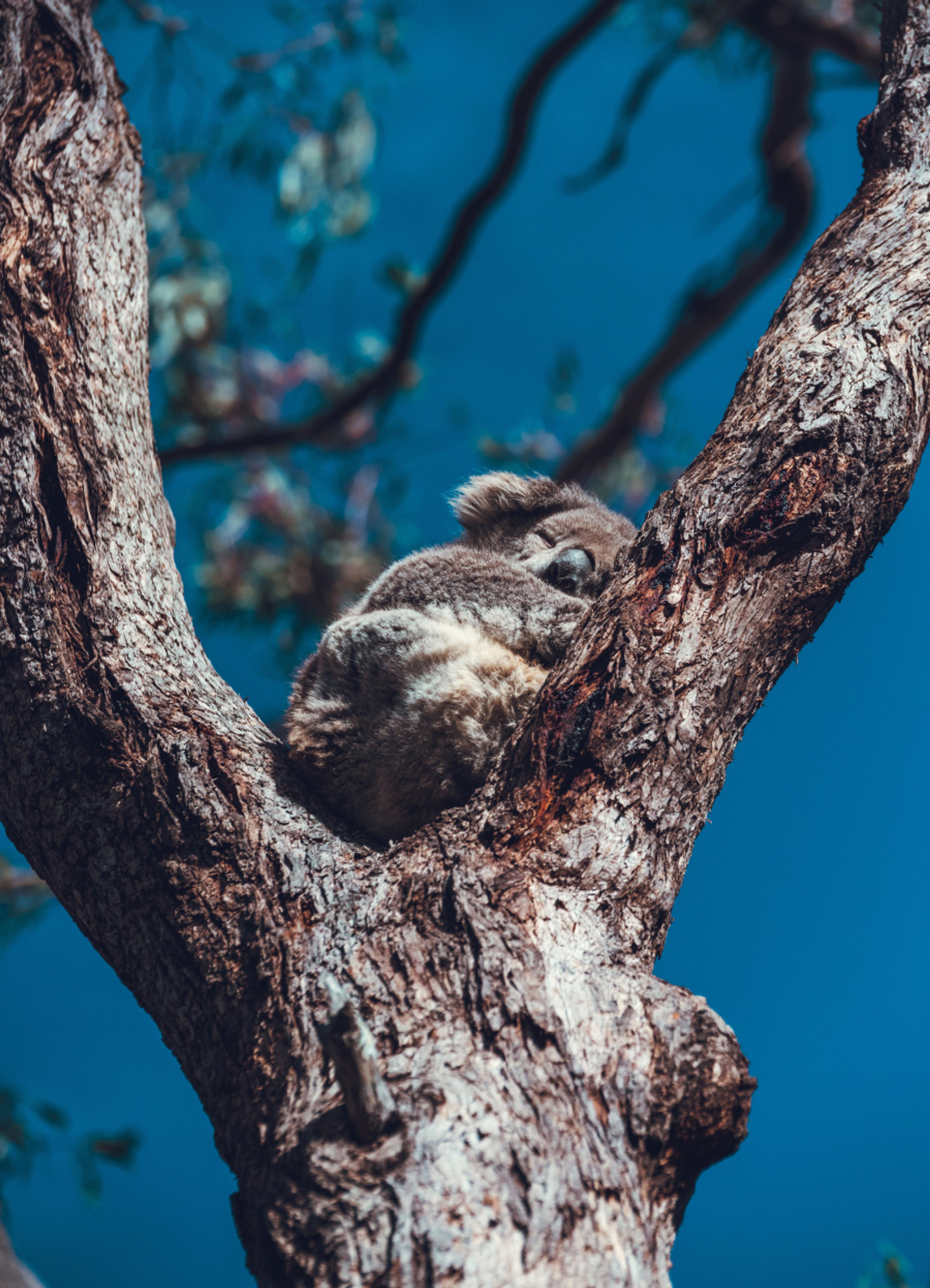 A koala nestled in a tree with a backdrop of blue skies.