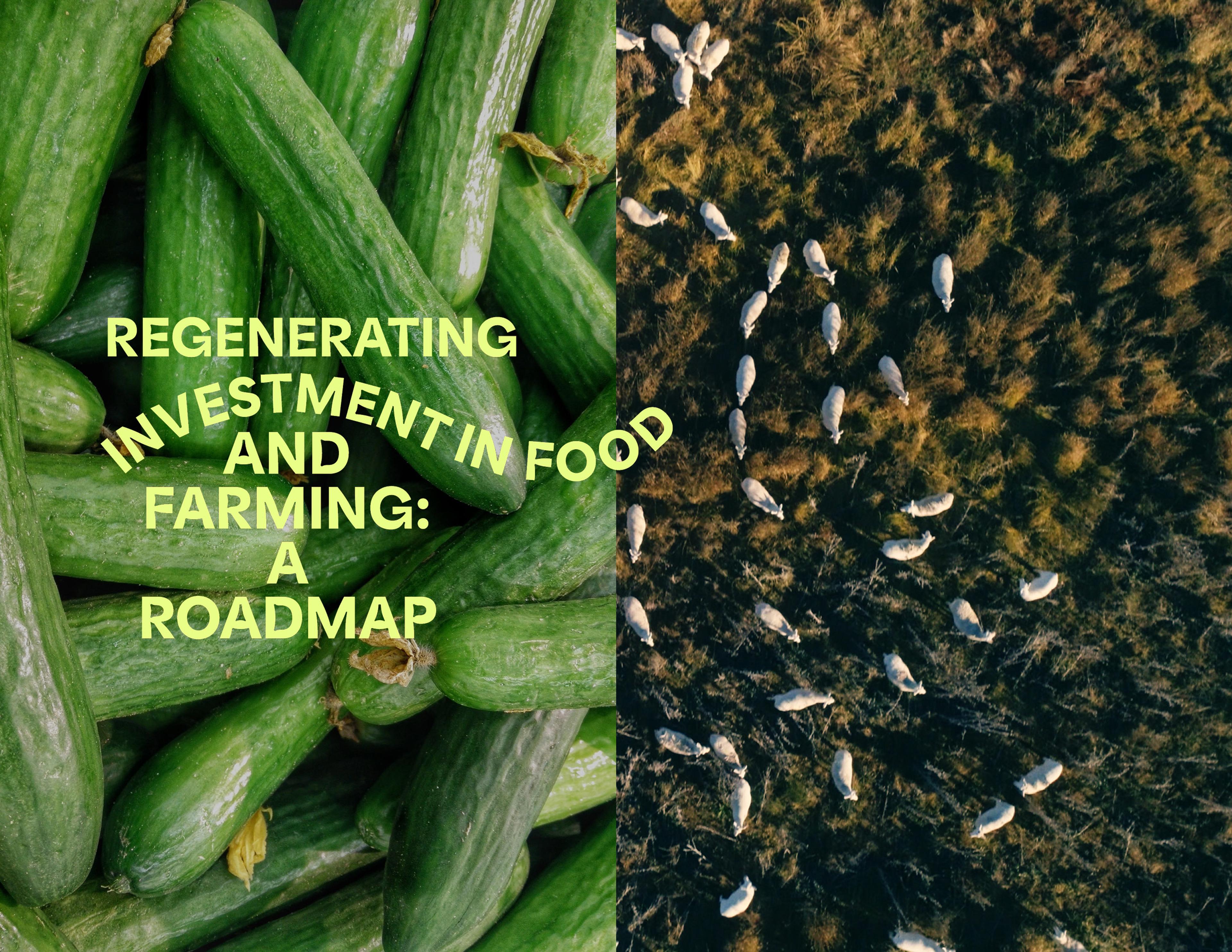 A photo of cucumbers beside a field of sheep with the words 'Regenerating Investment in Food and Farming: A Roadmap' overlaid.