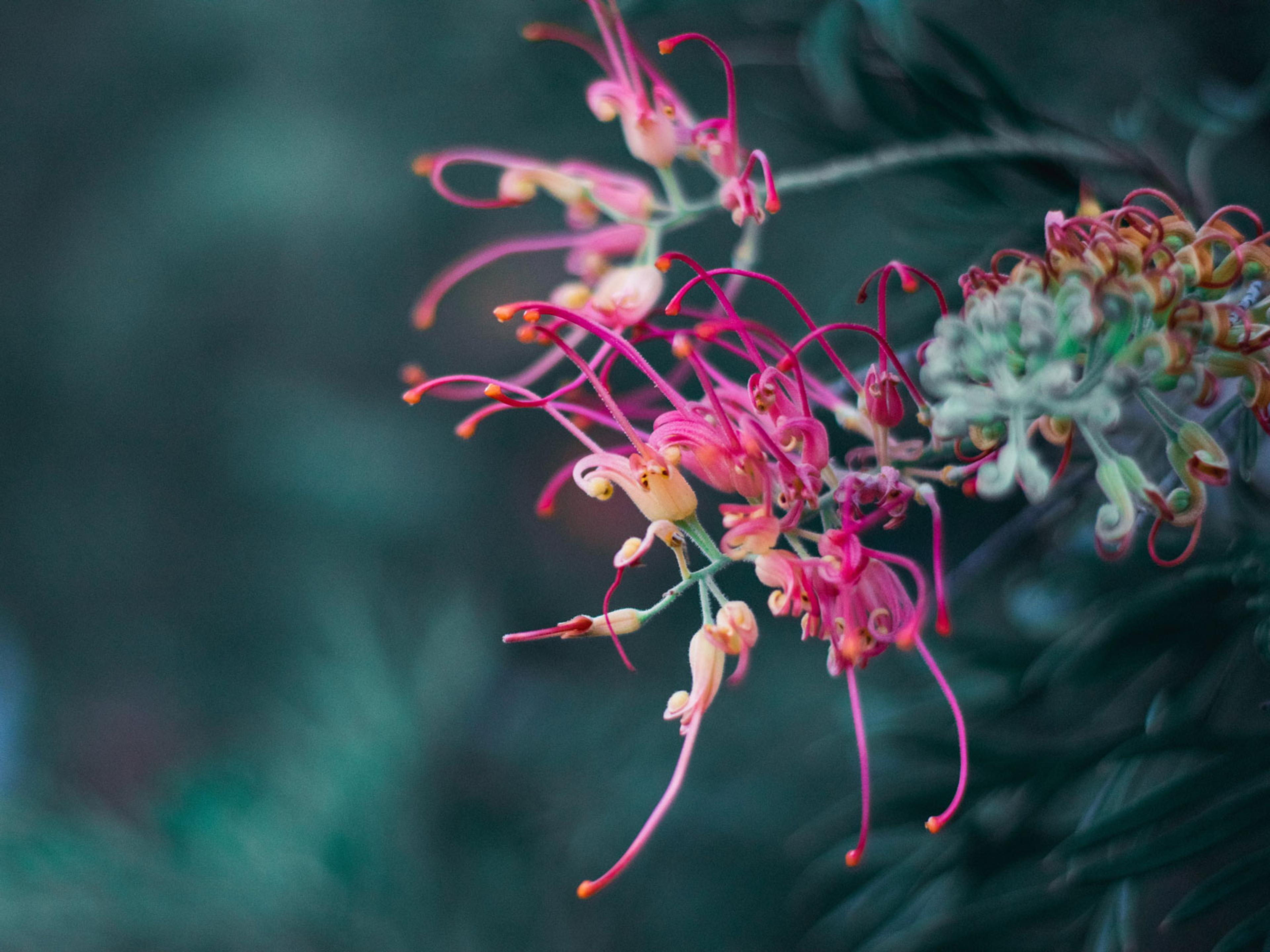 A close up of a banksia flower.