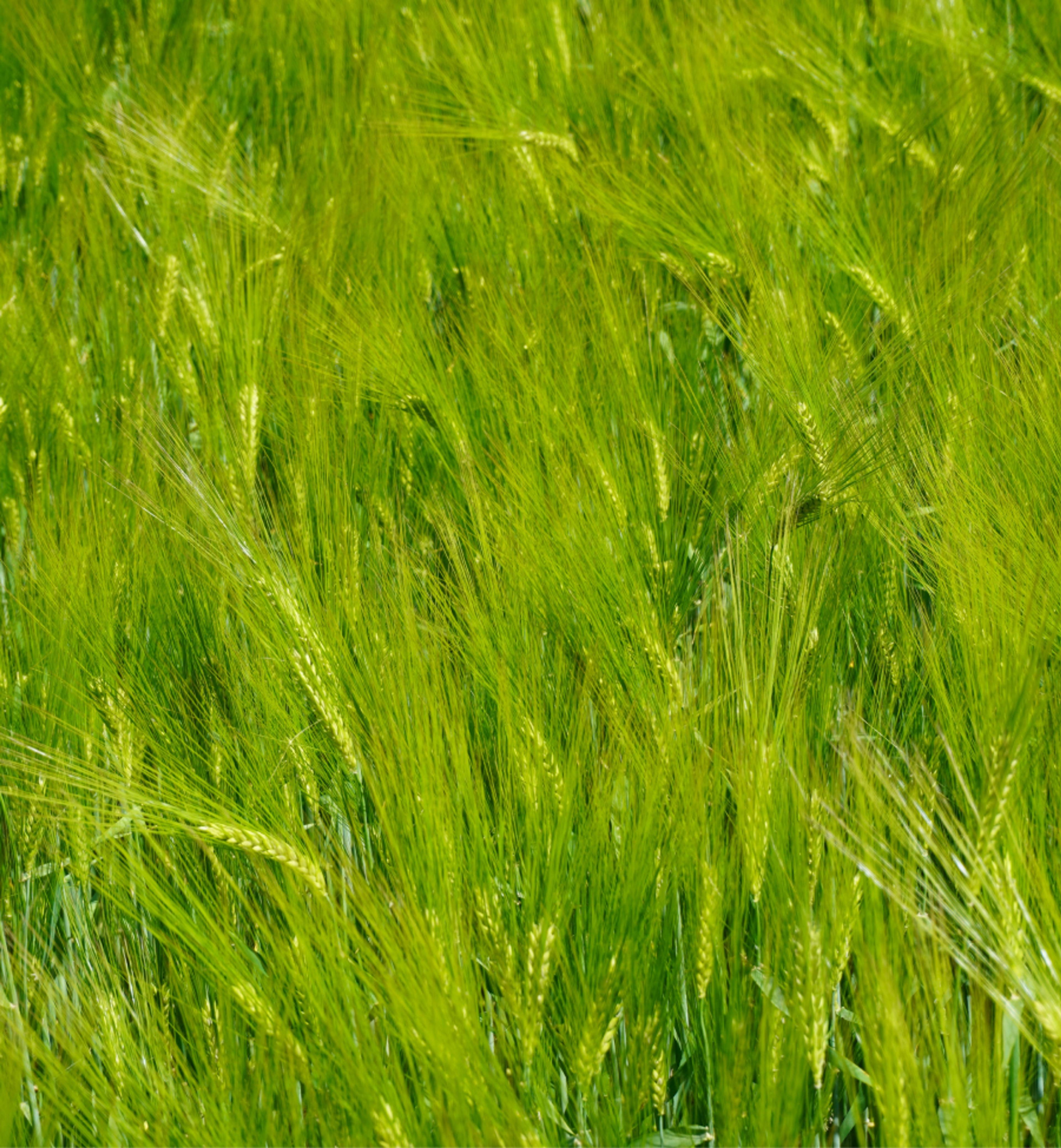 Green grass growing.