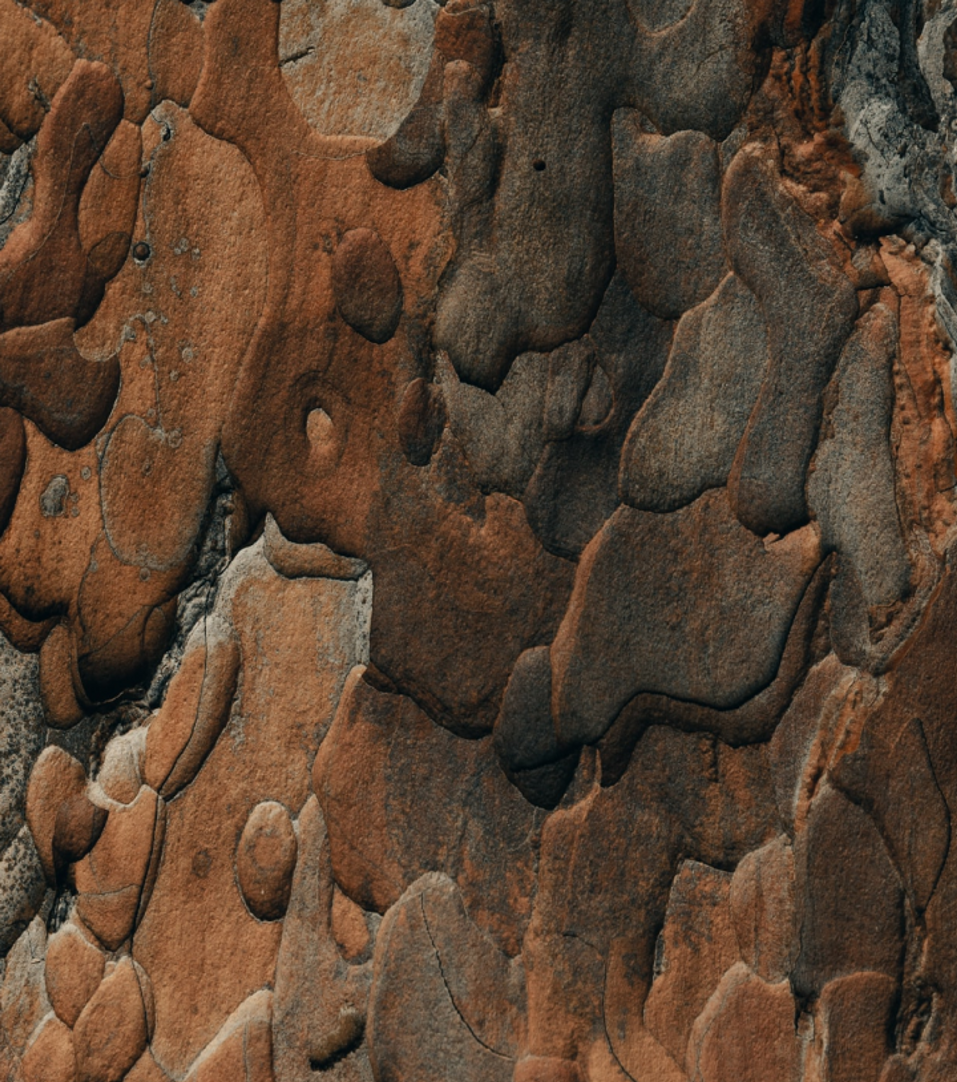 Close up of the bark from a tree.