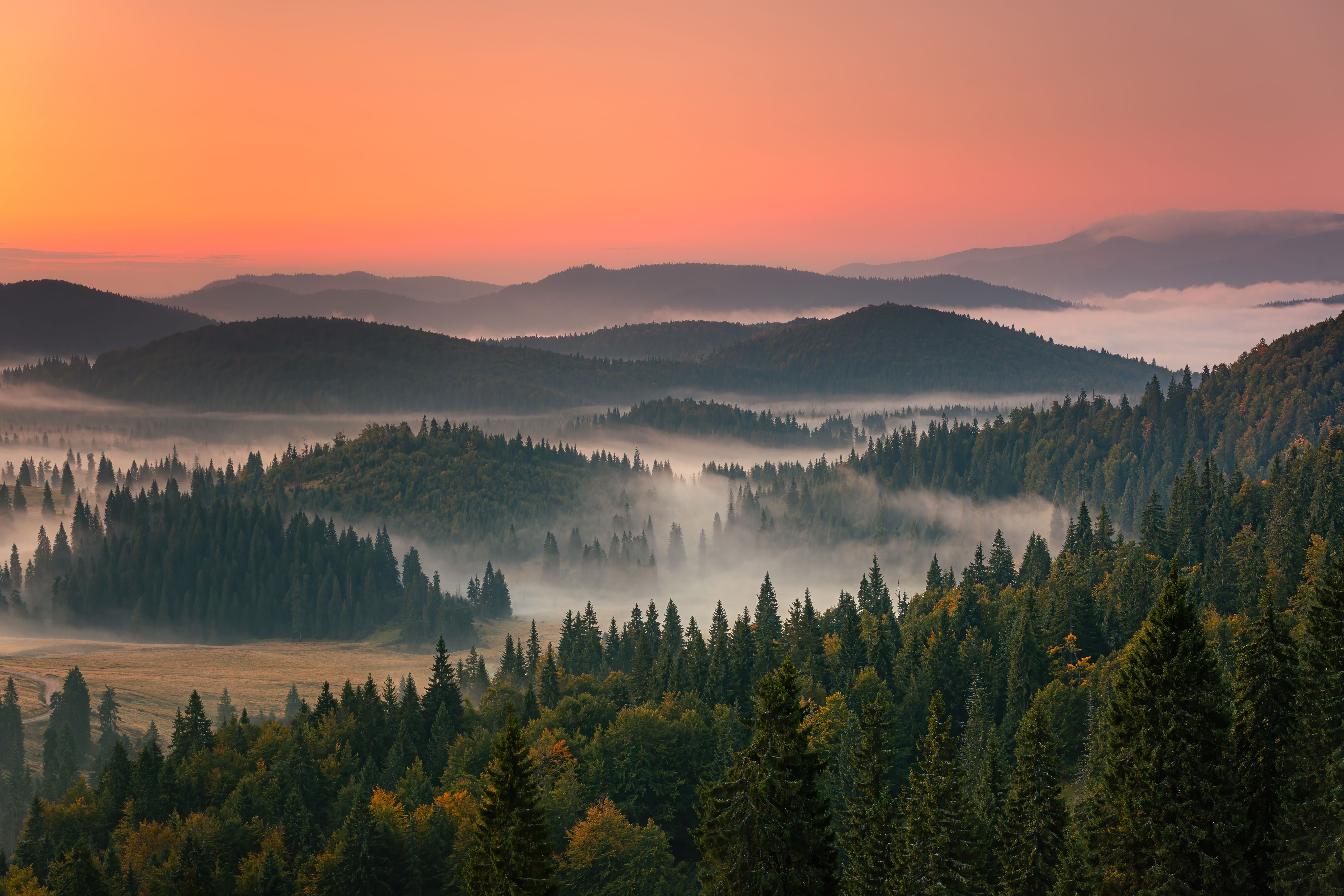 Image for Resurgence