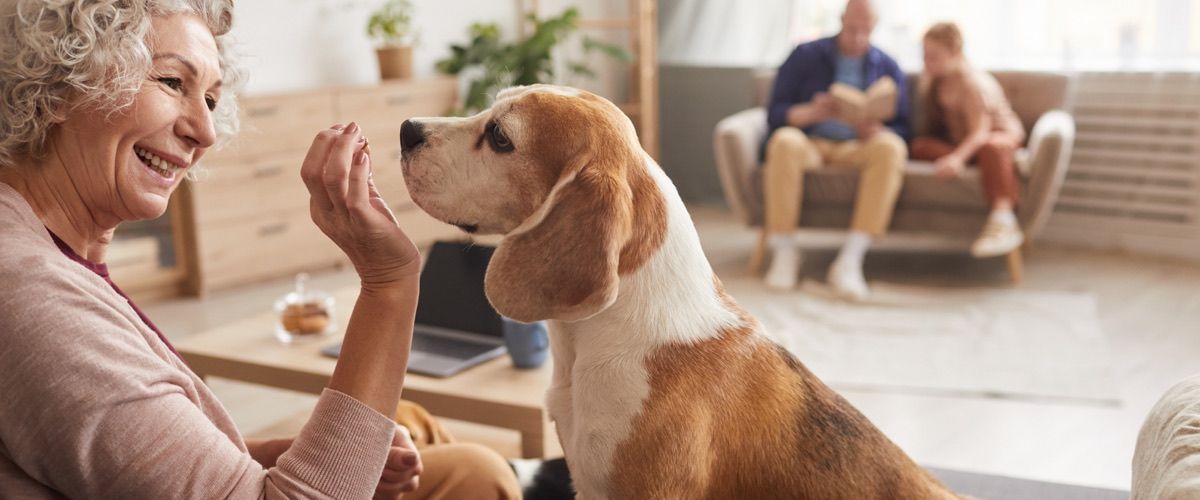 Dog playing with elderly woman