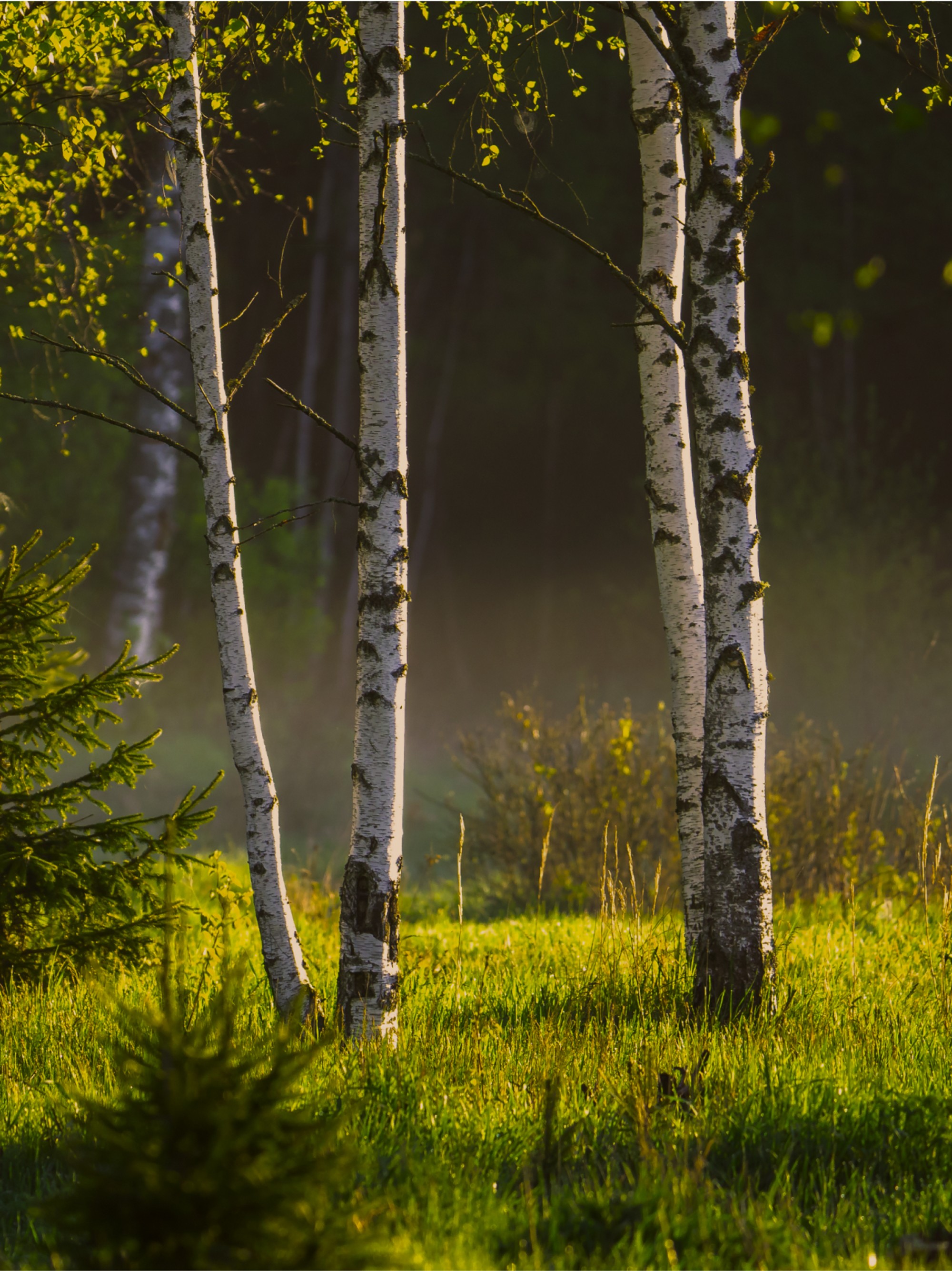 Latvijas Finieris — project visual 2