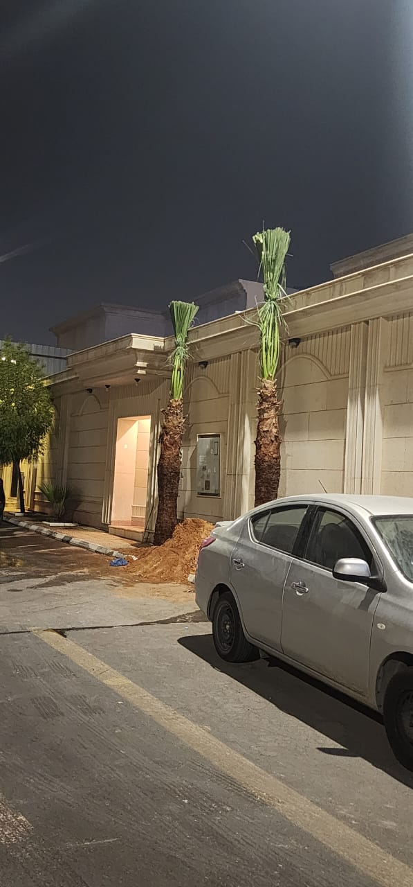 نخيل - 14
