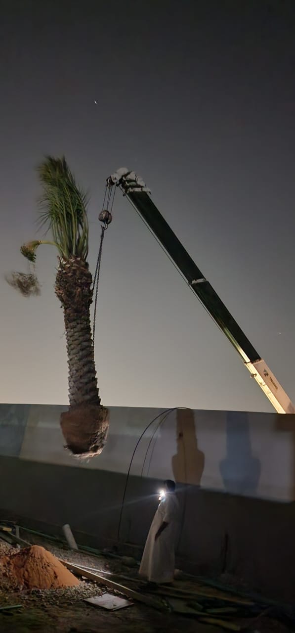 نخيل - 9