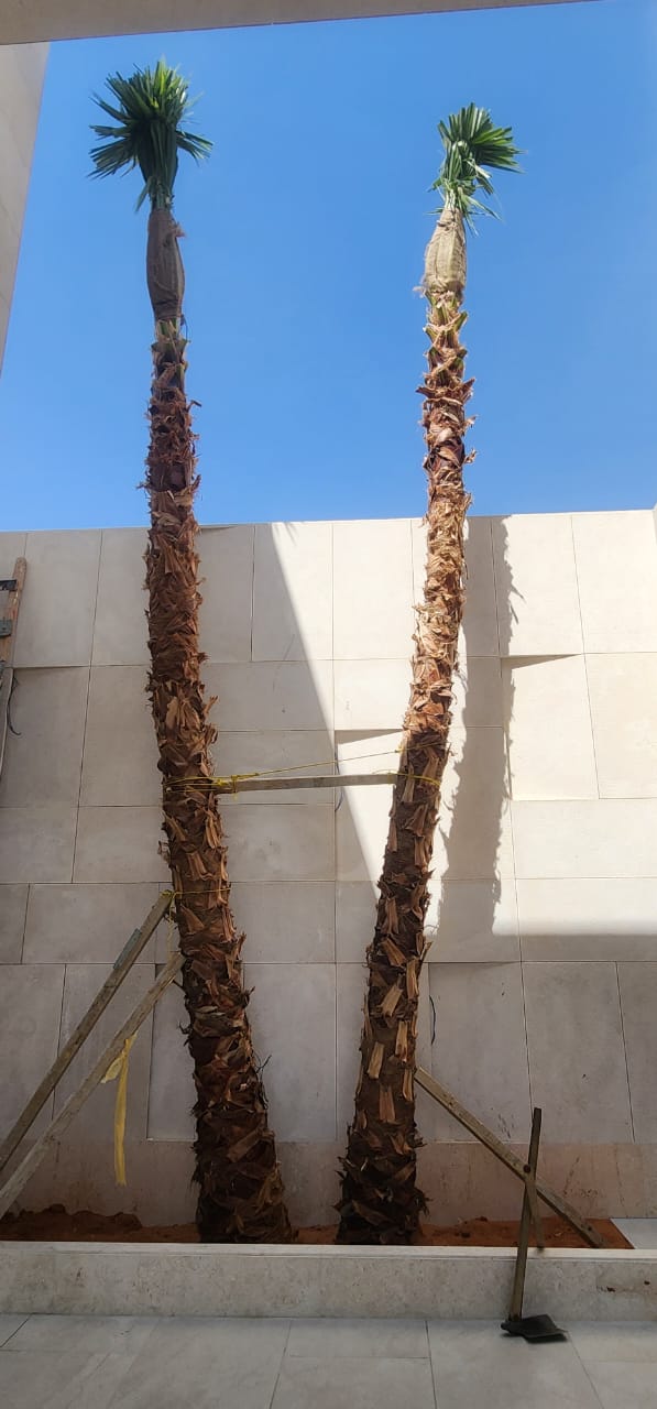 نخيل - 1