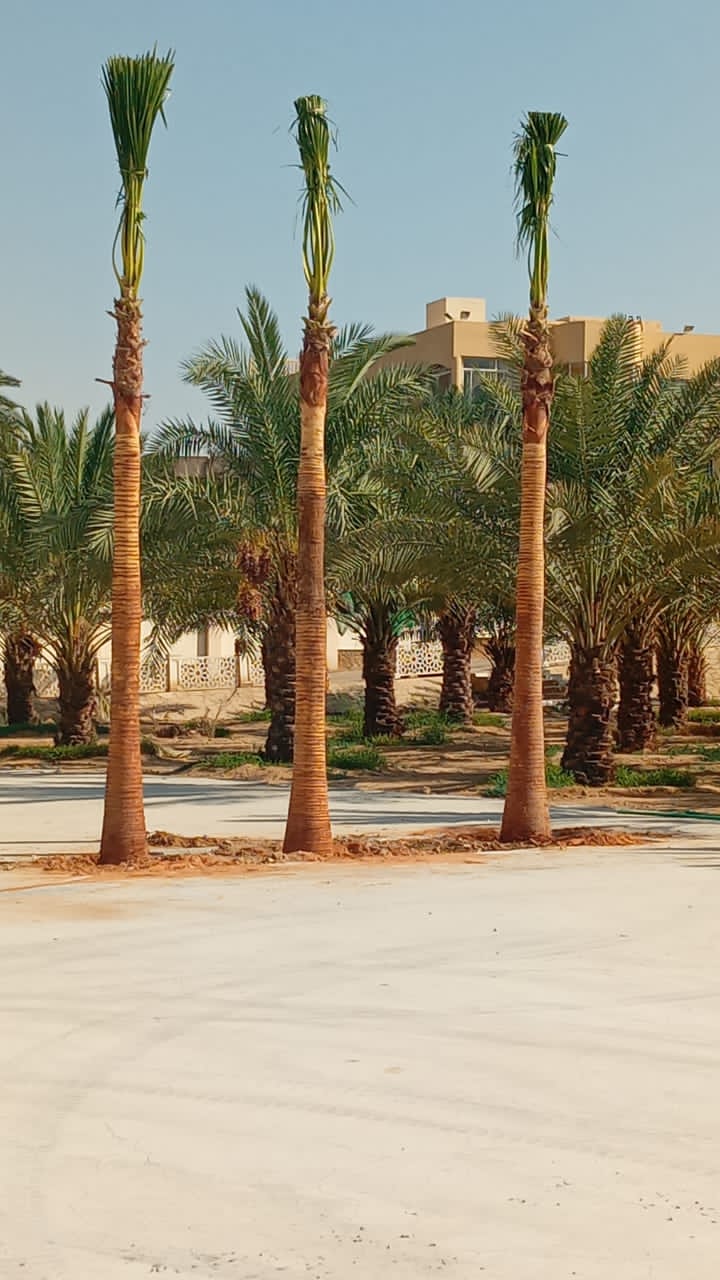 نخيل - 3