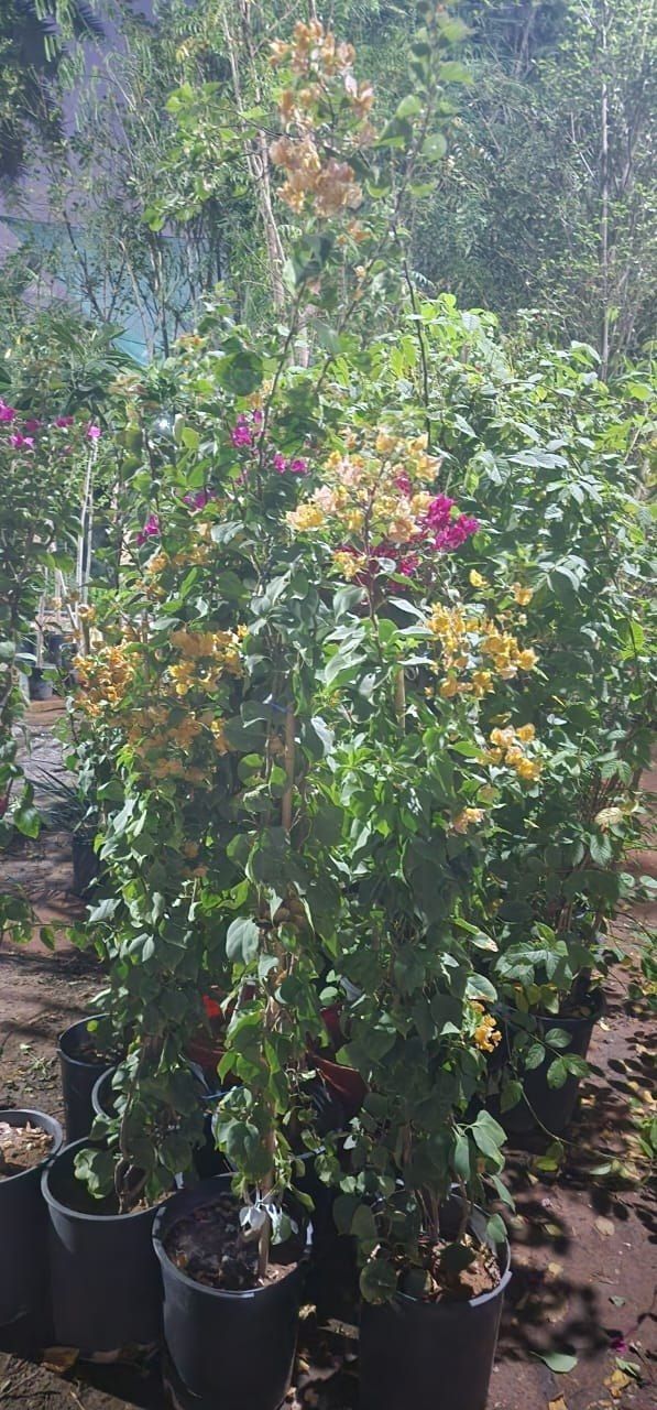 اشجار - 4