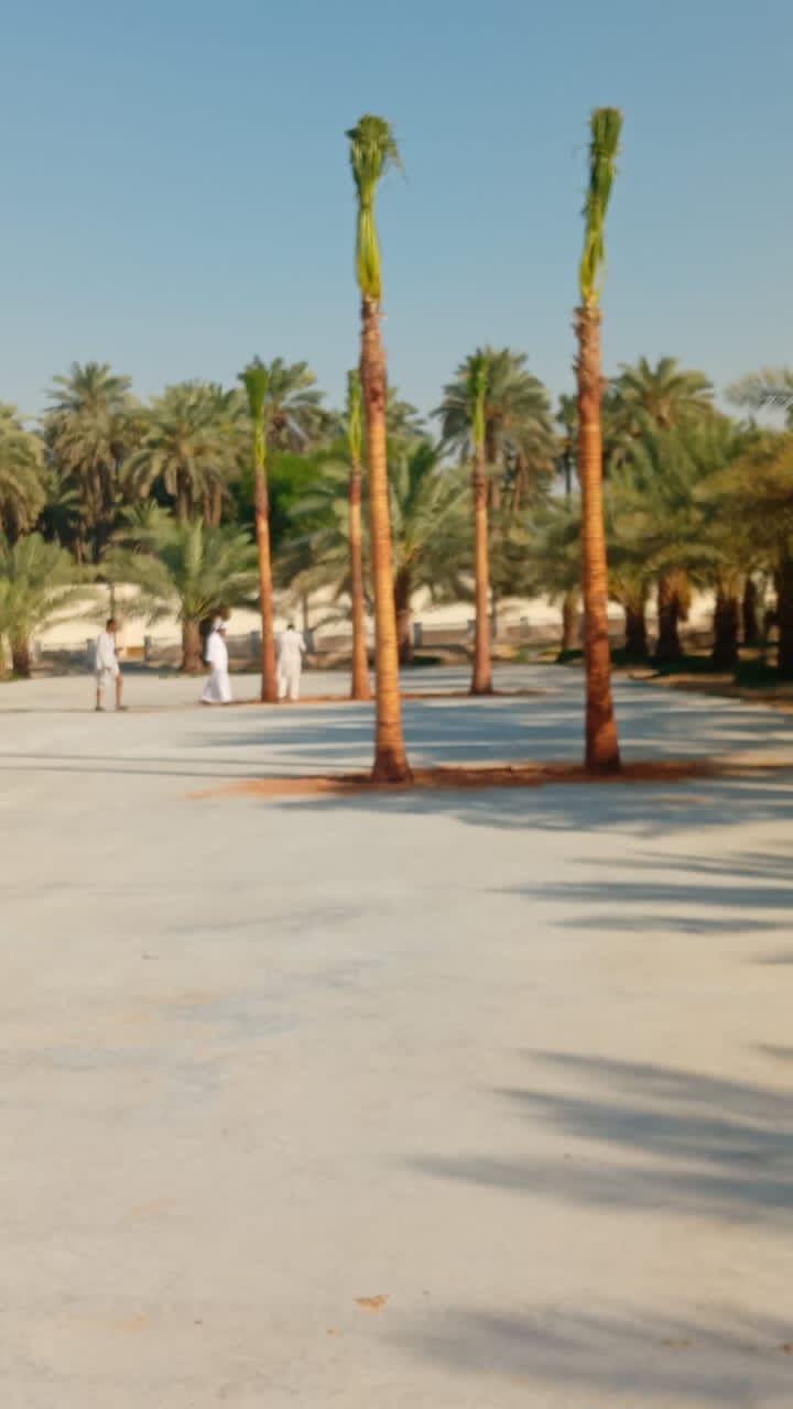 نخيل - 6