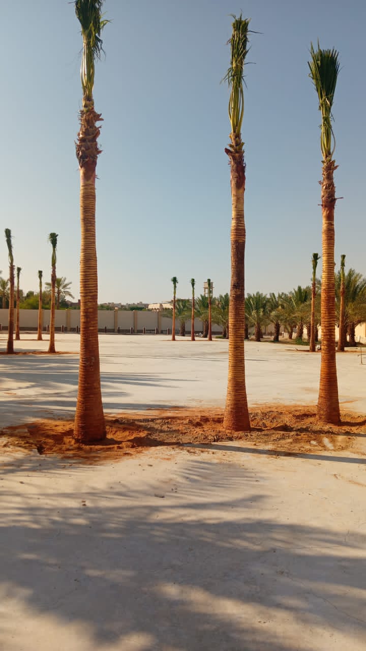 نخيل - 2