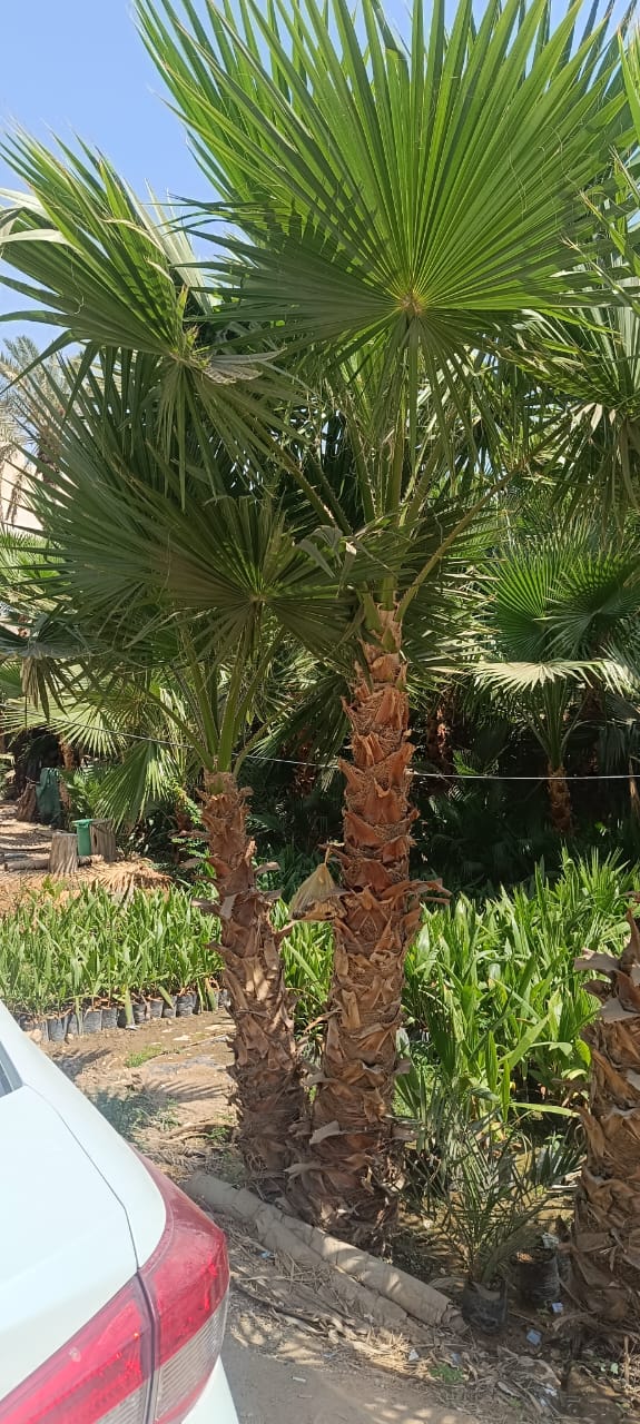 نخيل - 35