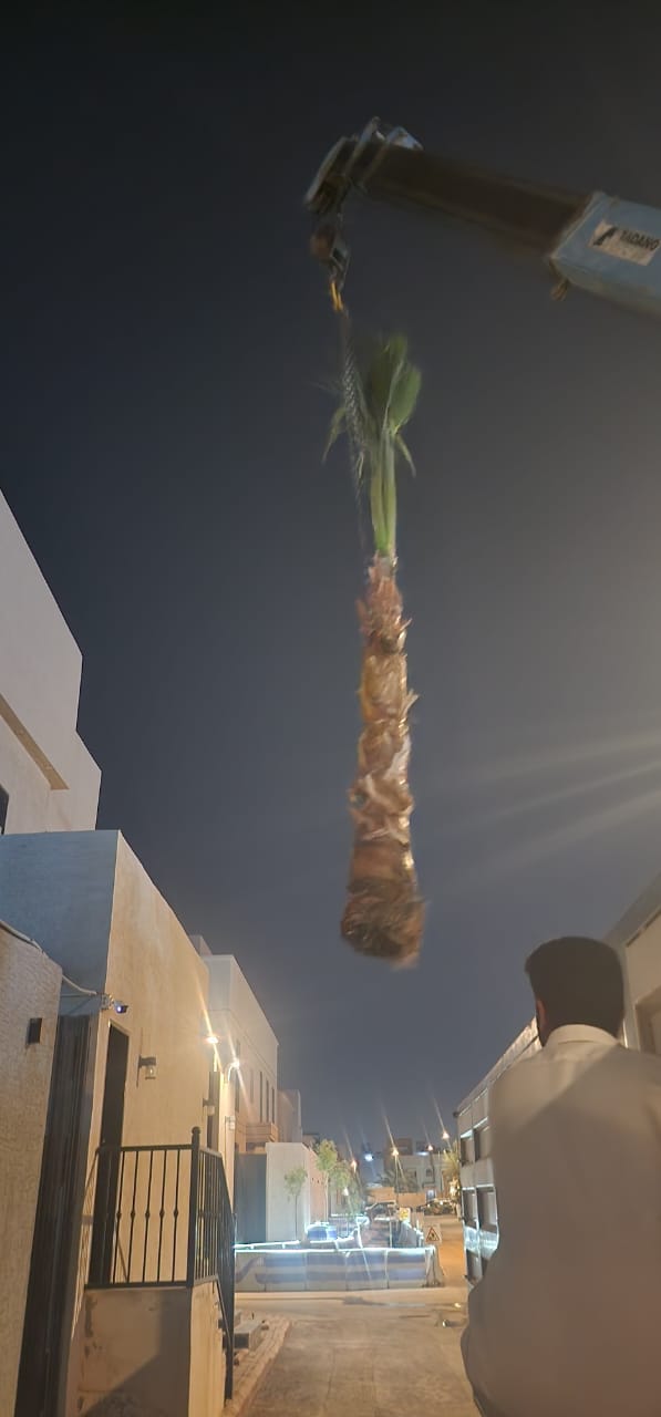 نخيل - 8