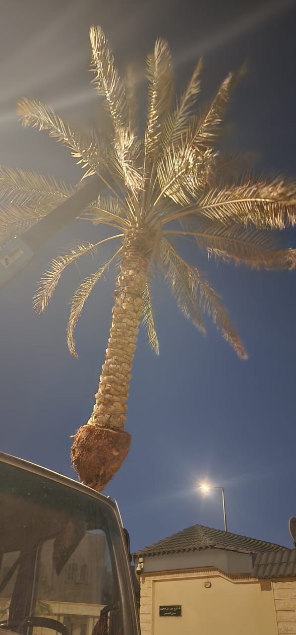 نخيل - 17