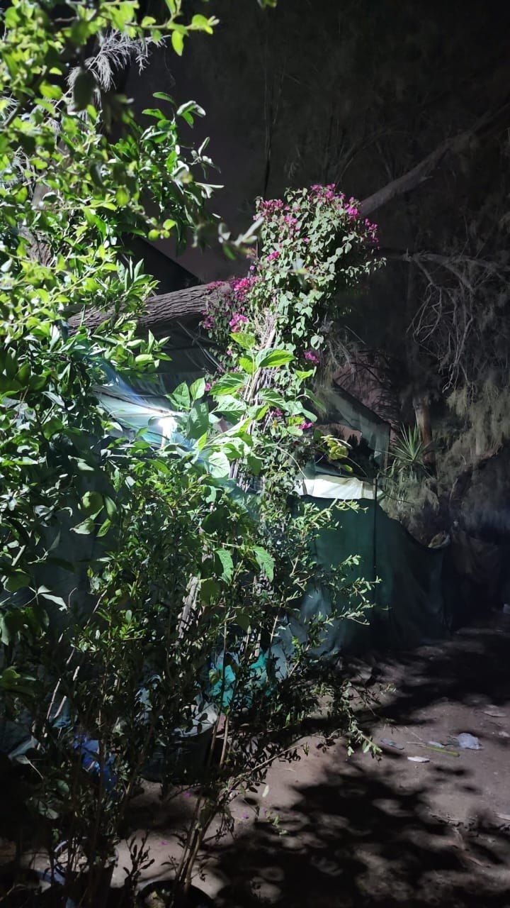 اشجار - 3