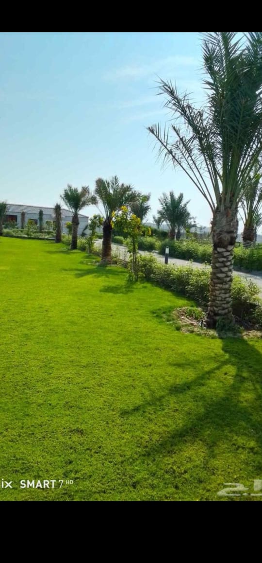 نخيل في مزرعة سعودية