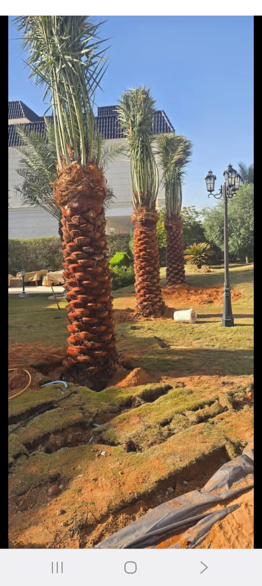 نخيل - 4