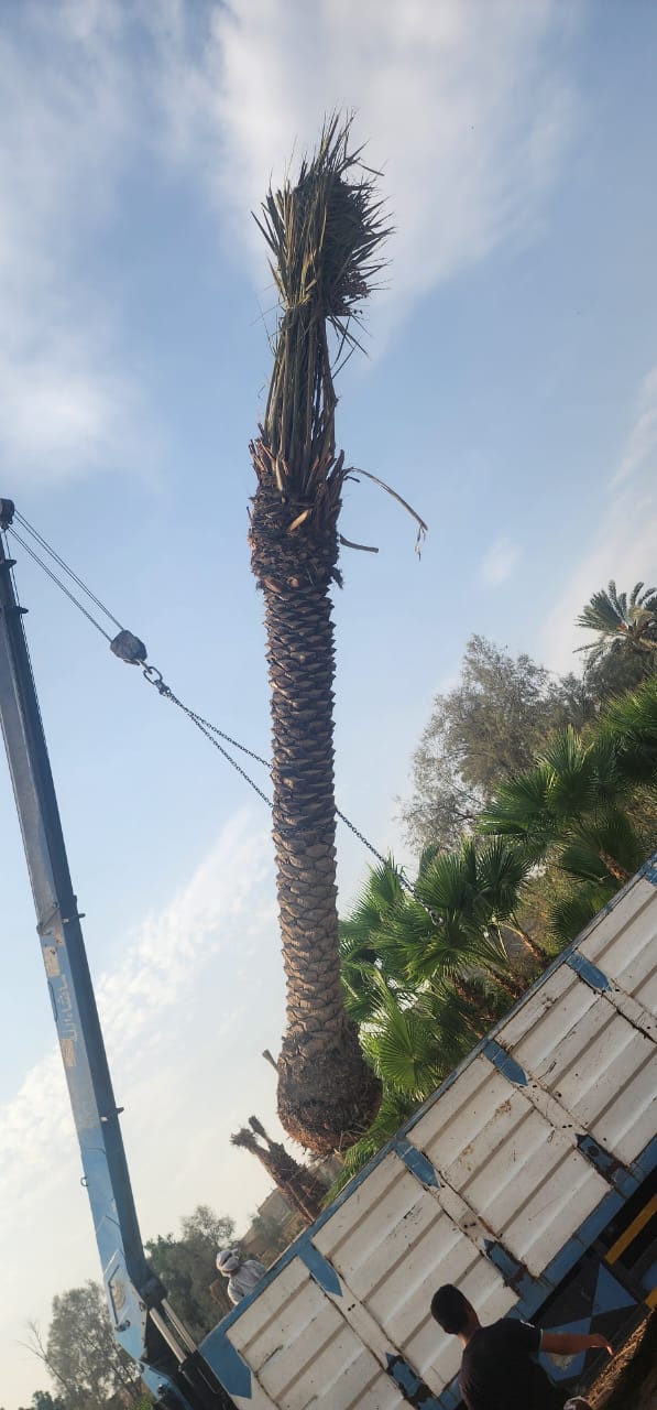 نخيل - 15