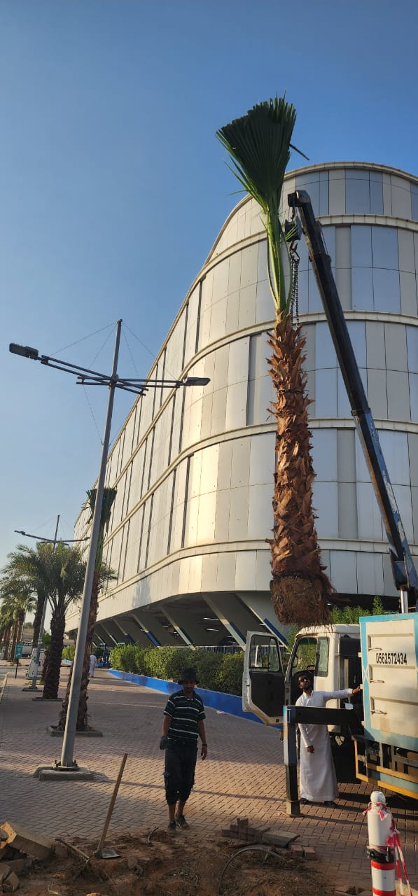 نخيل - 21