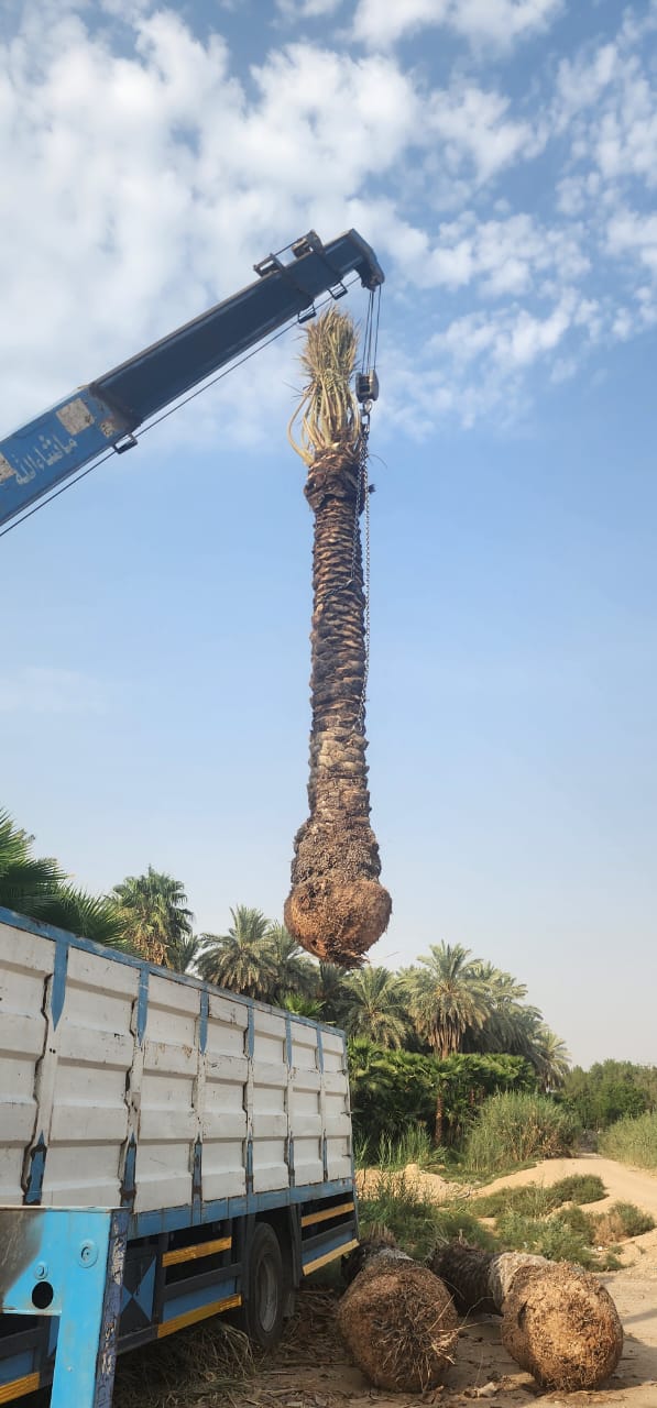 نخيل - 20