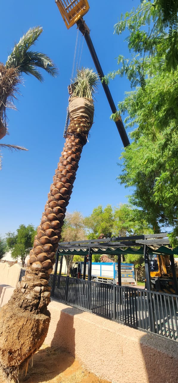 نخيل - 33