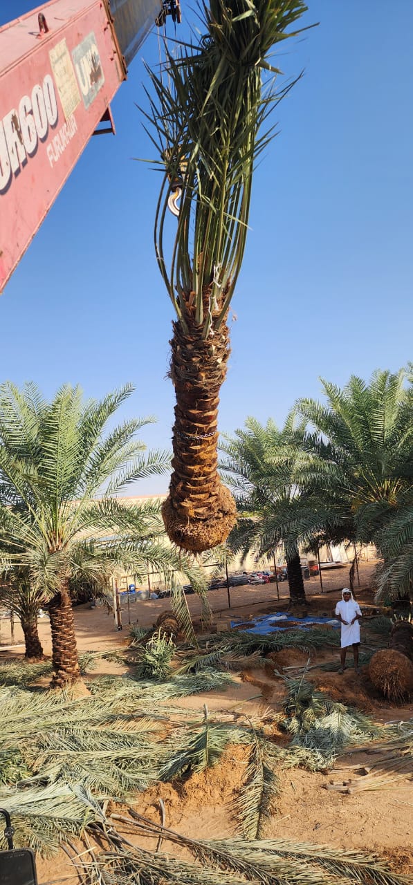 نخيل - 30