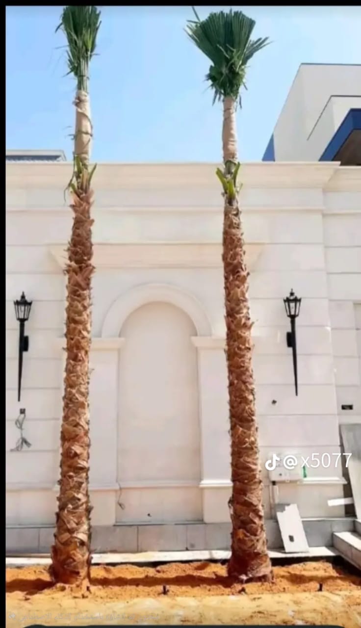 نخيل - 16