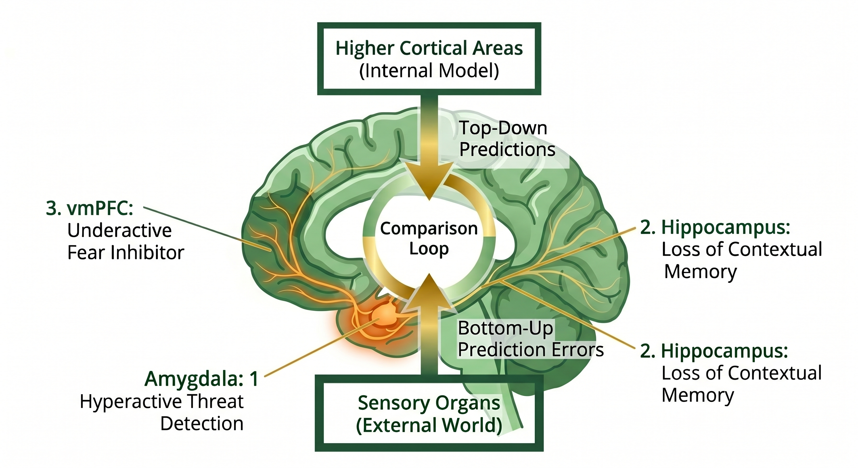 Minimalist vector medical diagram of a human brain cross-section in profile highlighting the amygdala, hippocampus, and ventromedial prefrontal cortex (vmPFC) on a white background. Clean pointer lines indicate localized regions disrupted by trauma and PTSD.