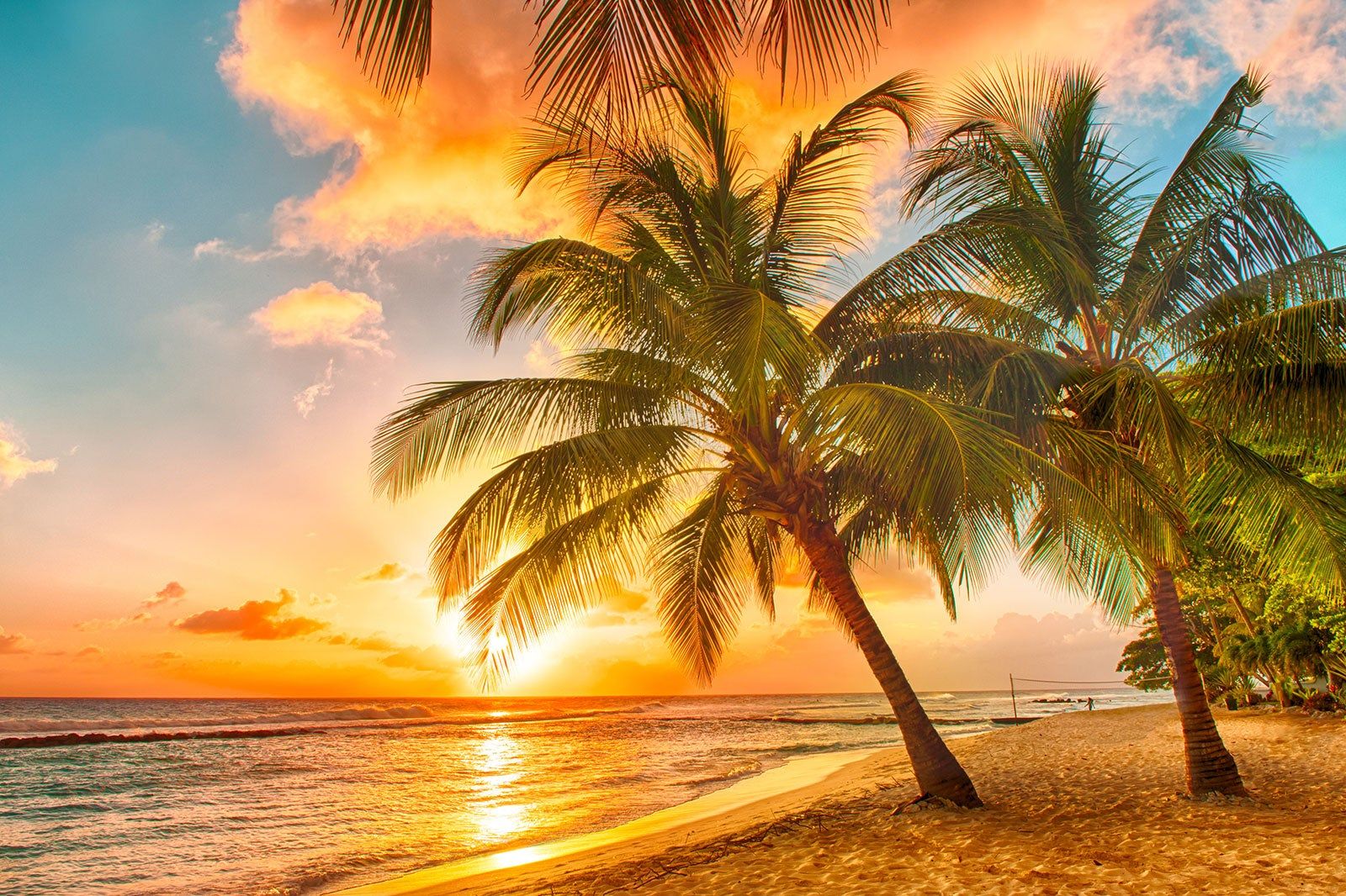 Palm trees on a beach by the ocean at sunset.