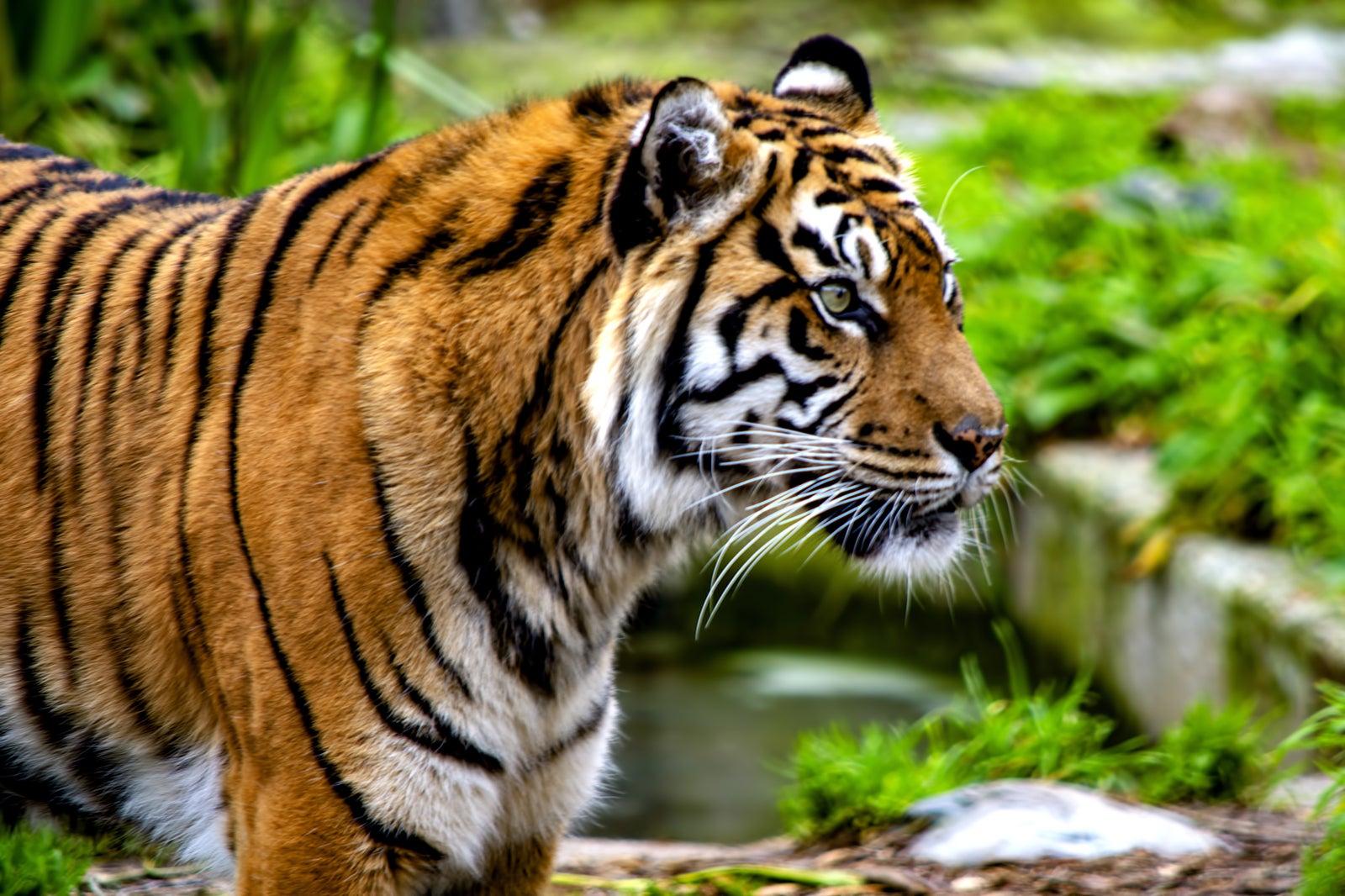 San Francisco Zoo