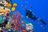 Man diving on a reef.