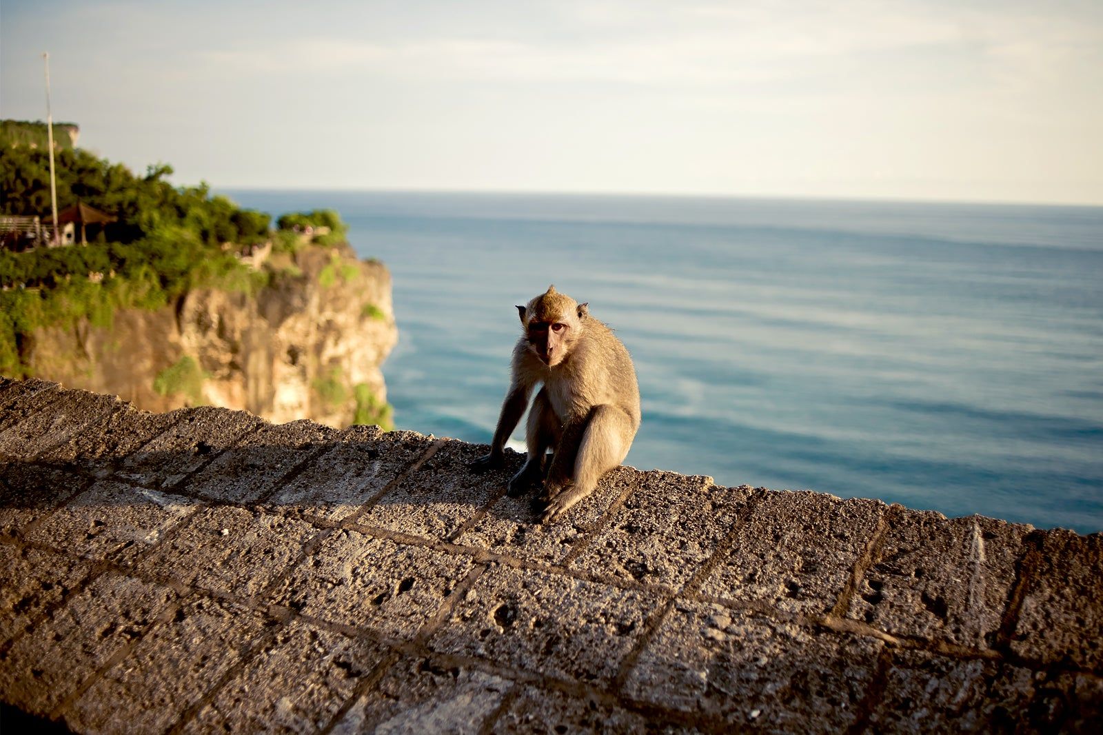Uluwatu Monkey Forest in Bali