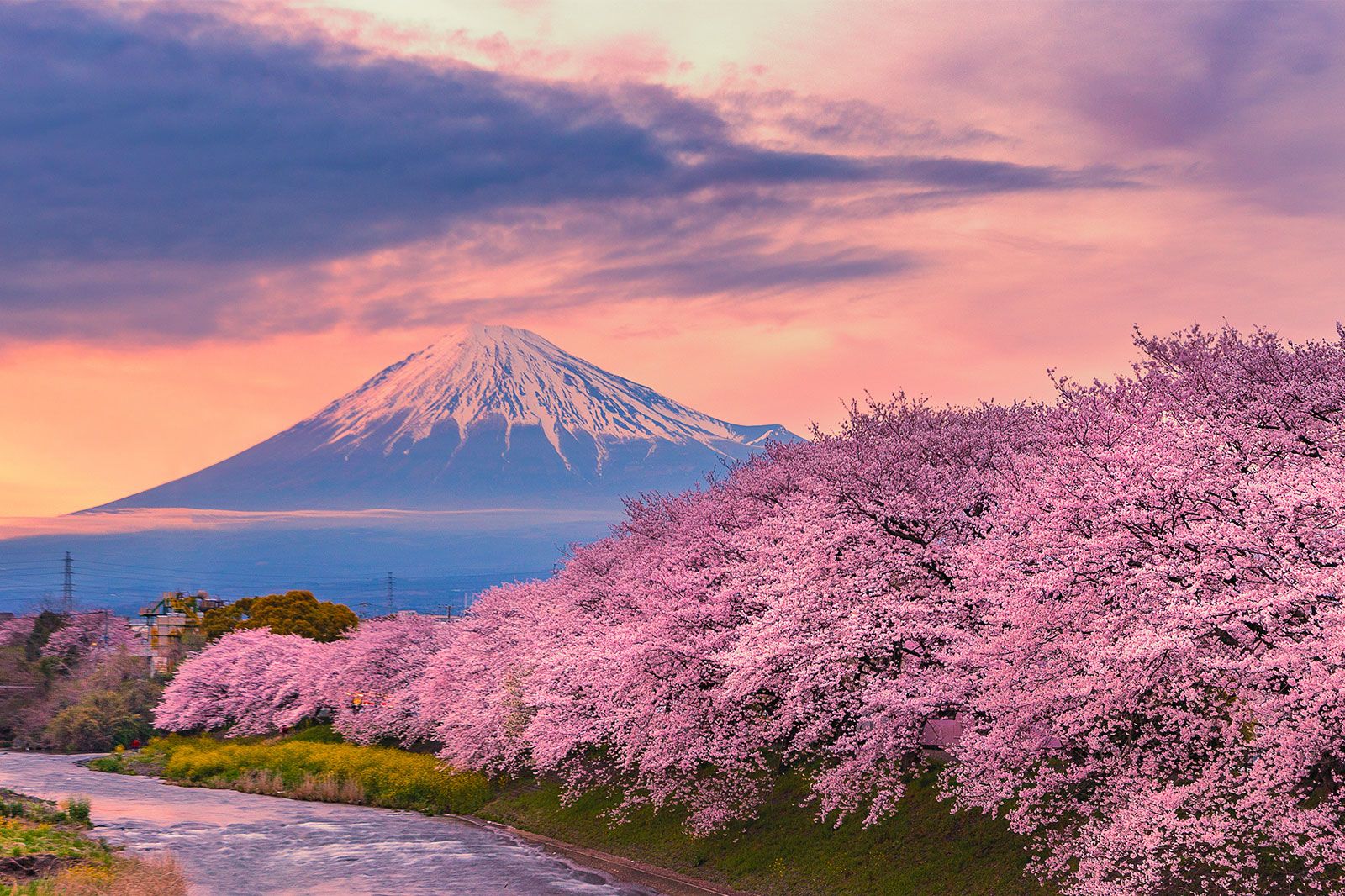 Cherry blossom trees in the foreground of a large mountain with snow.