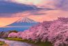 Cherry blossom trees in the foreground of a large mountain with snow.