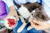 Birmingham kitty cafe