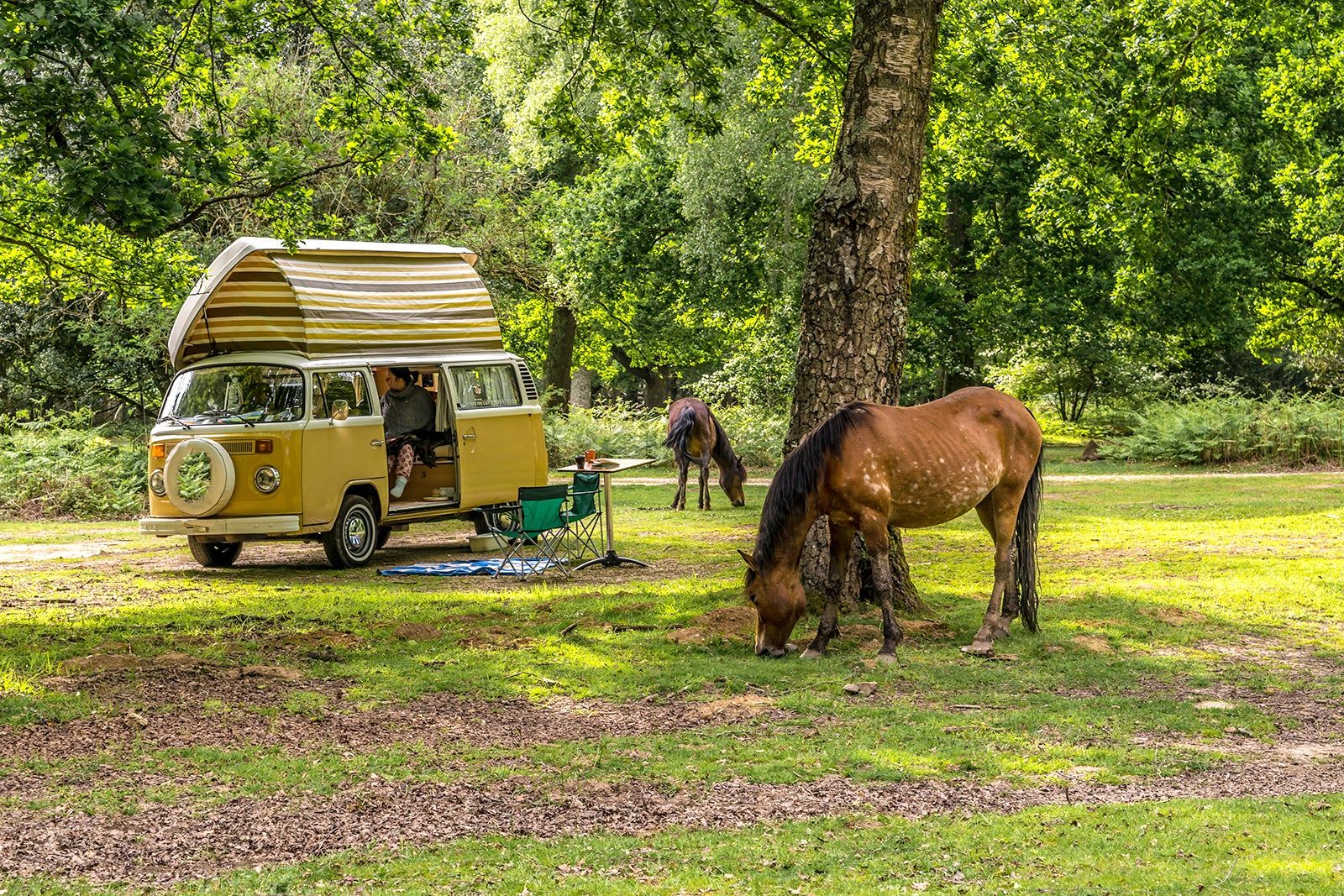 Best Things to Do in New Forest National Park