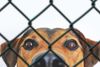 photo by <a href="https://pixabay.com/photos/dog-animal-pet-view-dog-look-grid-4066129/" target="_blank" rel="noreferrer">Pezibear</a> (<a href="https://creativecommons.org/share-your-work/public-domain/cc0/" target="_blank" rel="noreferrer">CC0</a>)  modified