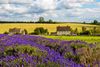 Cotswolds Lavender