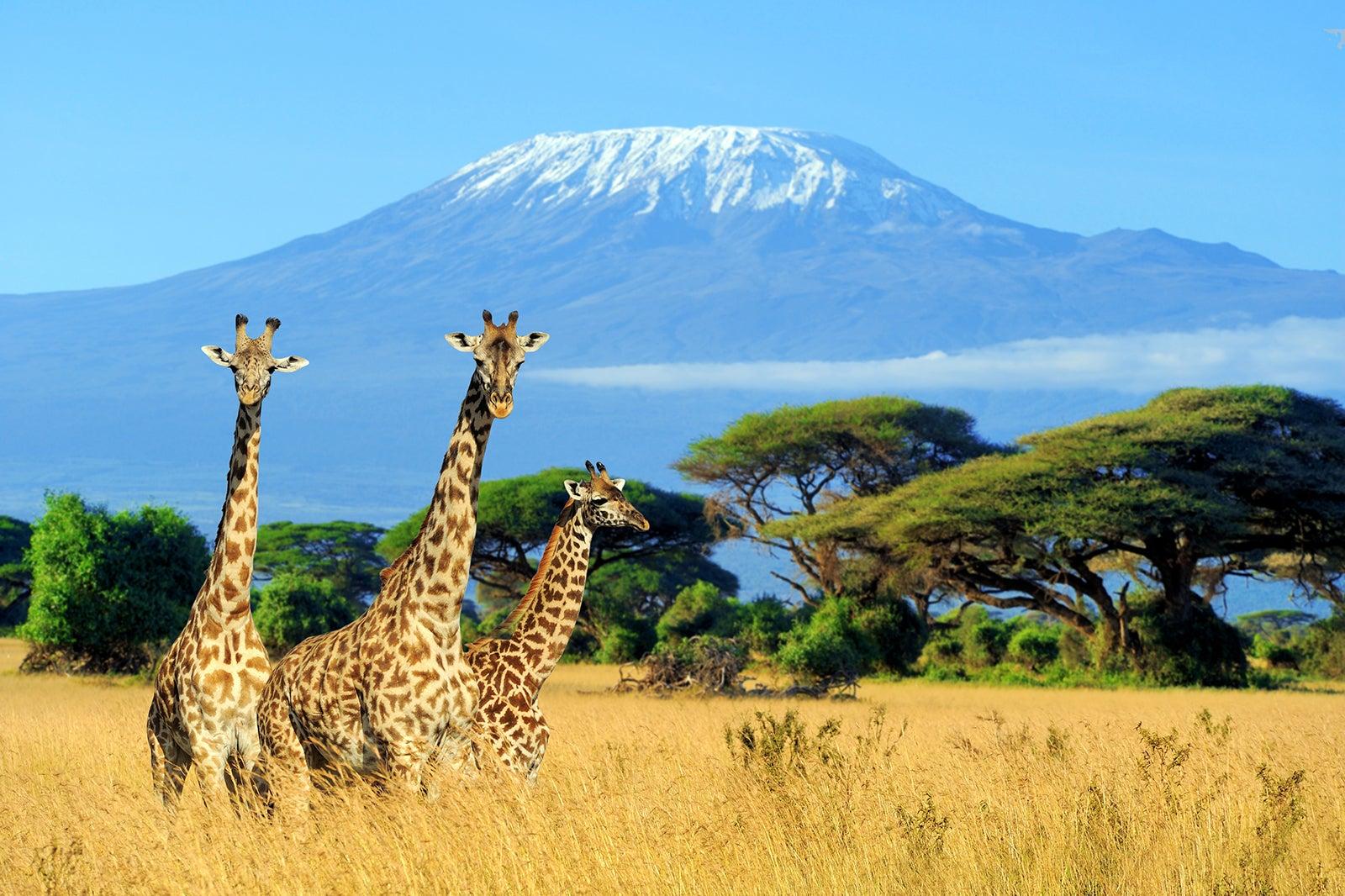 Africa