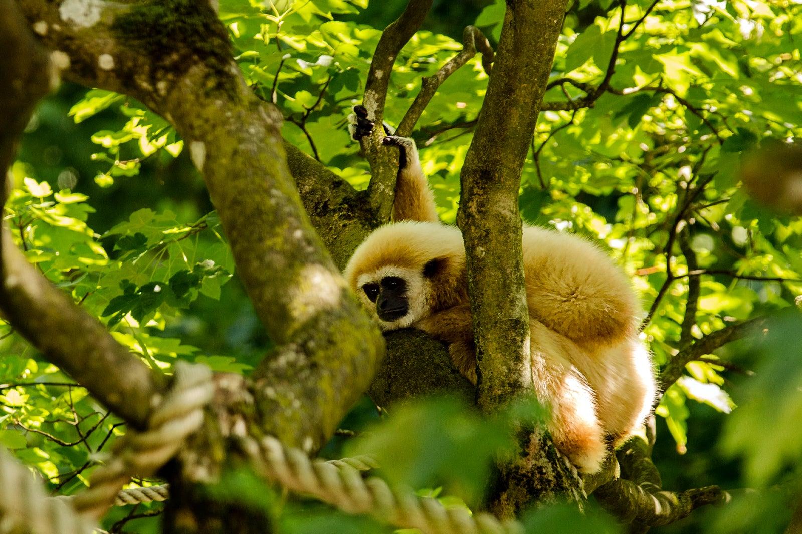 The Gibbon Rehabilitation Project