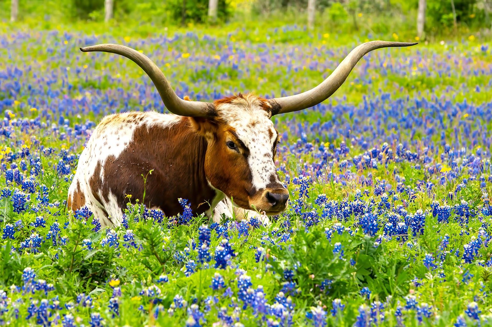 12 Best Things to Do in Texas