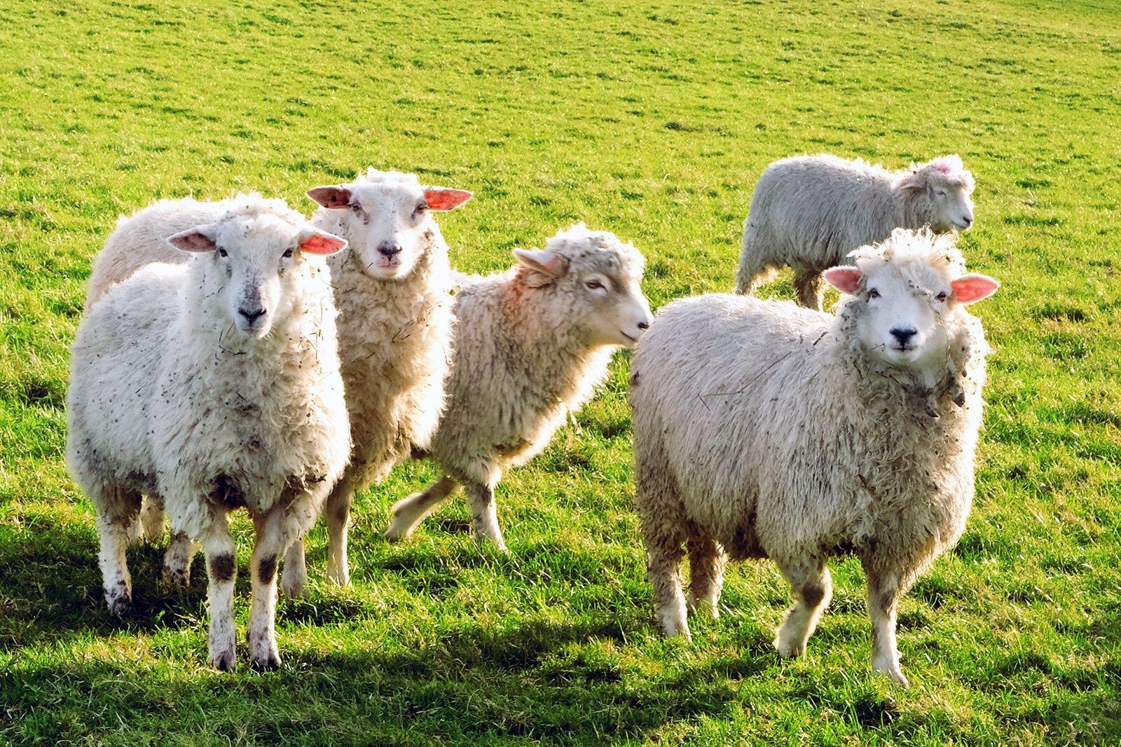 Sydhavnstippen i København