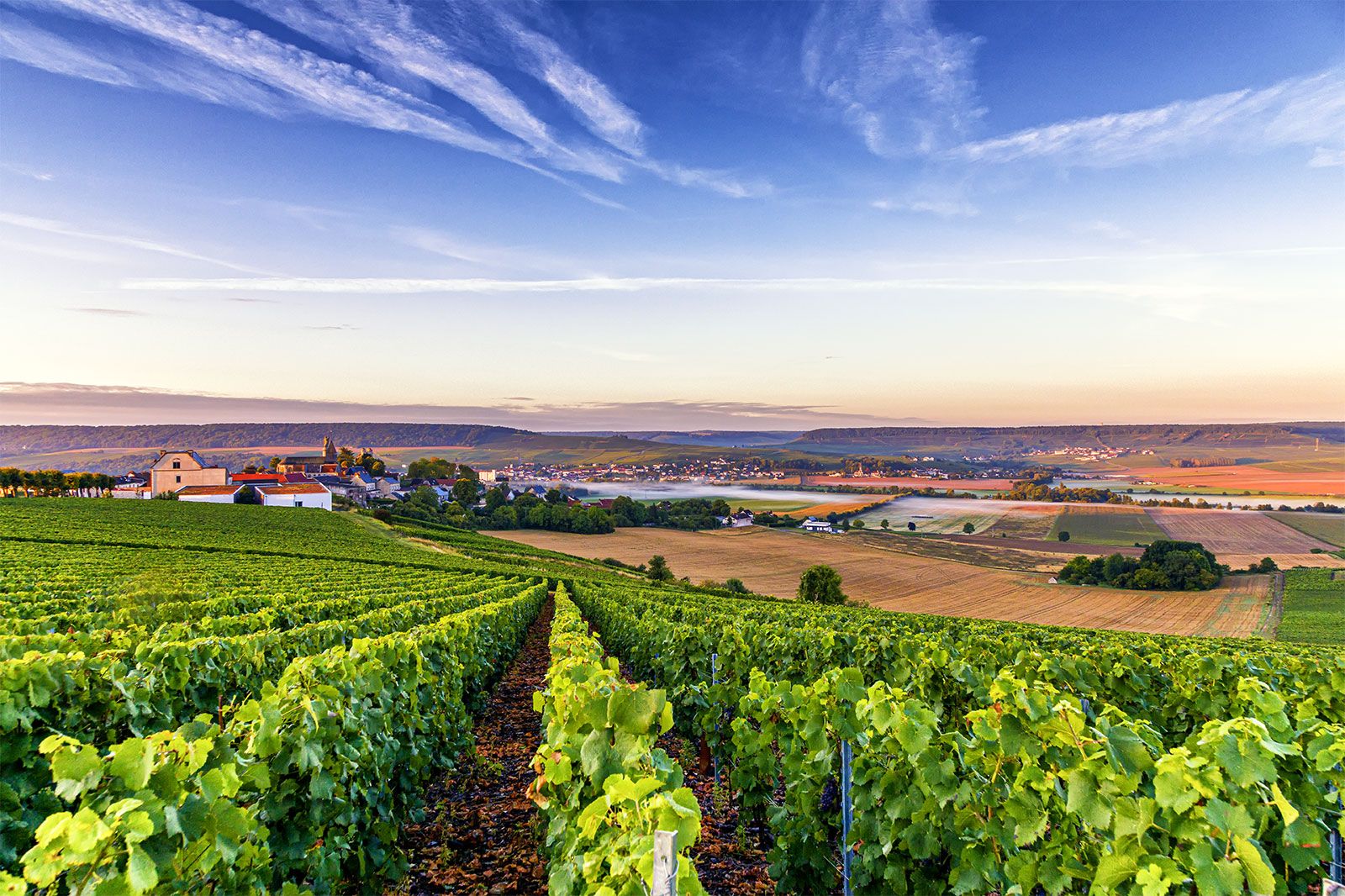 A landscape view of a vineyard.