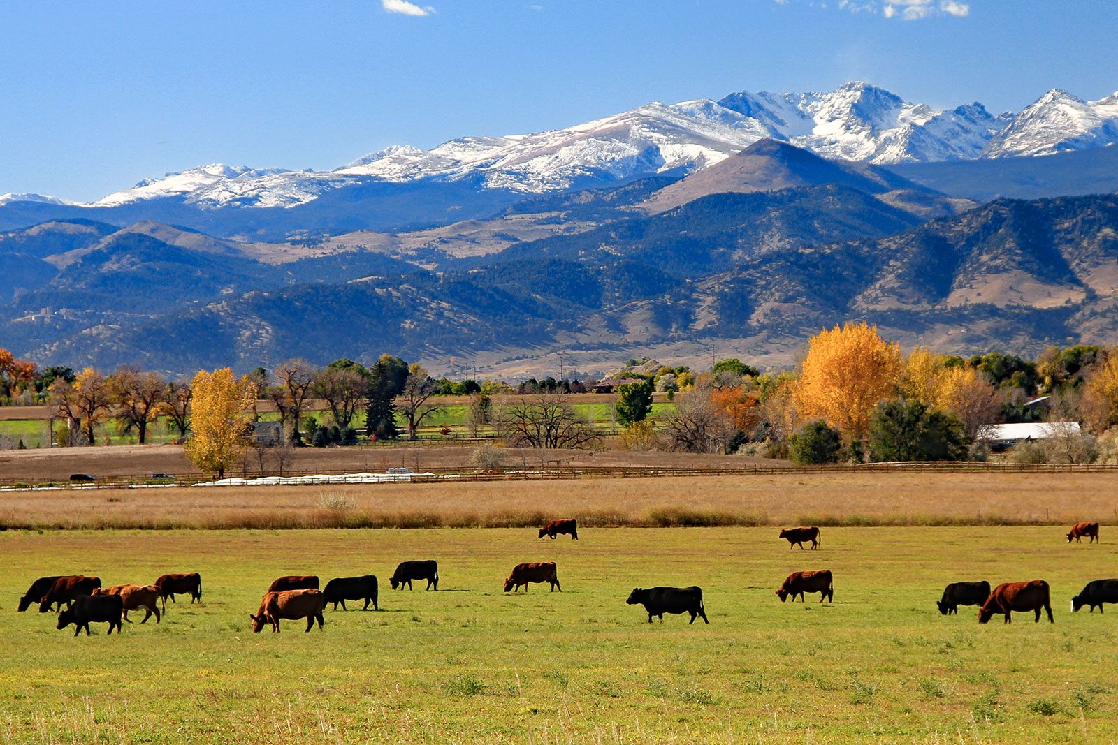 Cattle in a field in front of mountains. 